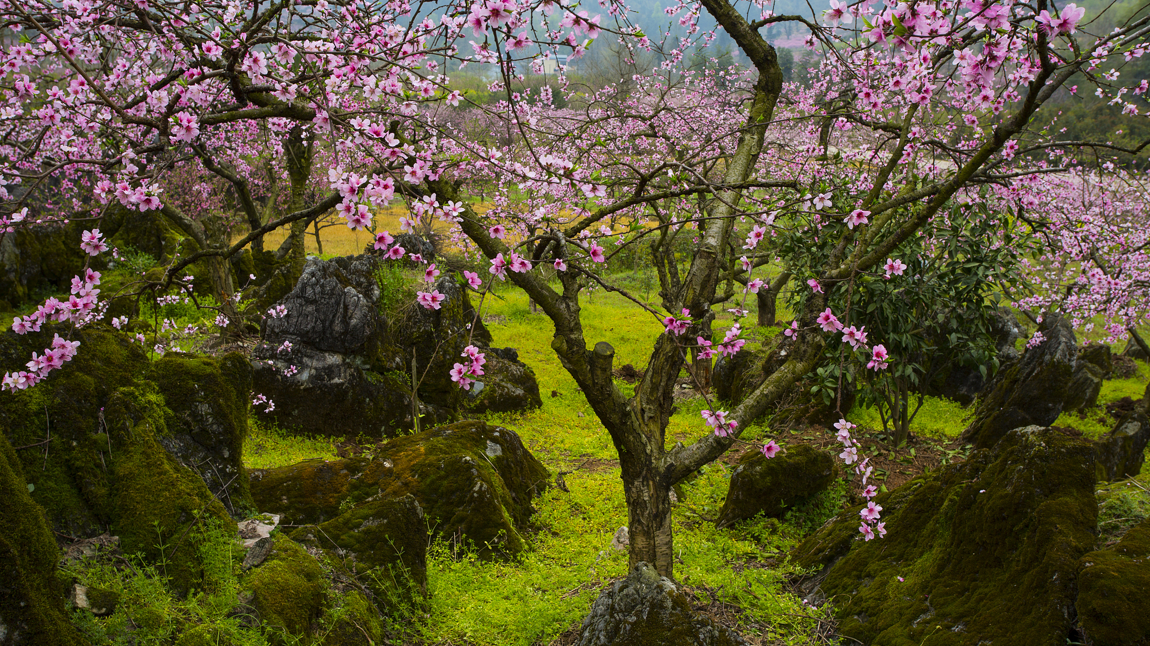 泰山桃花源位于泰山西麓,古时因桃花满峪谷而得名.