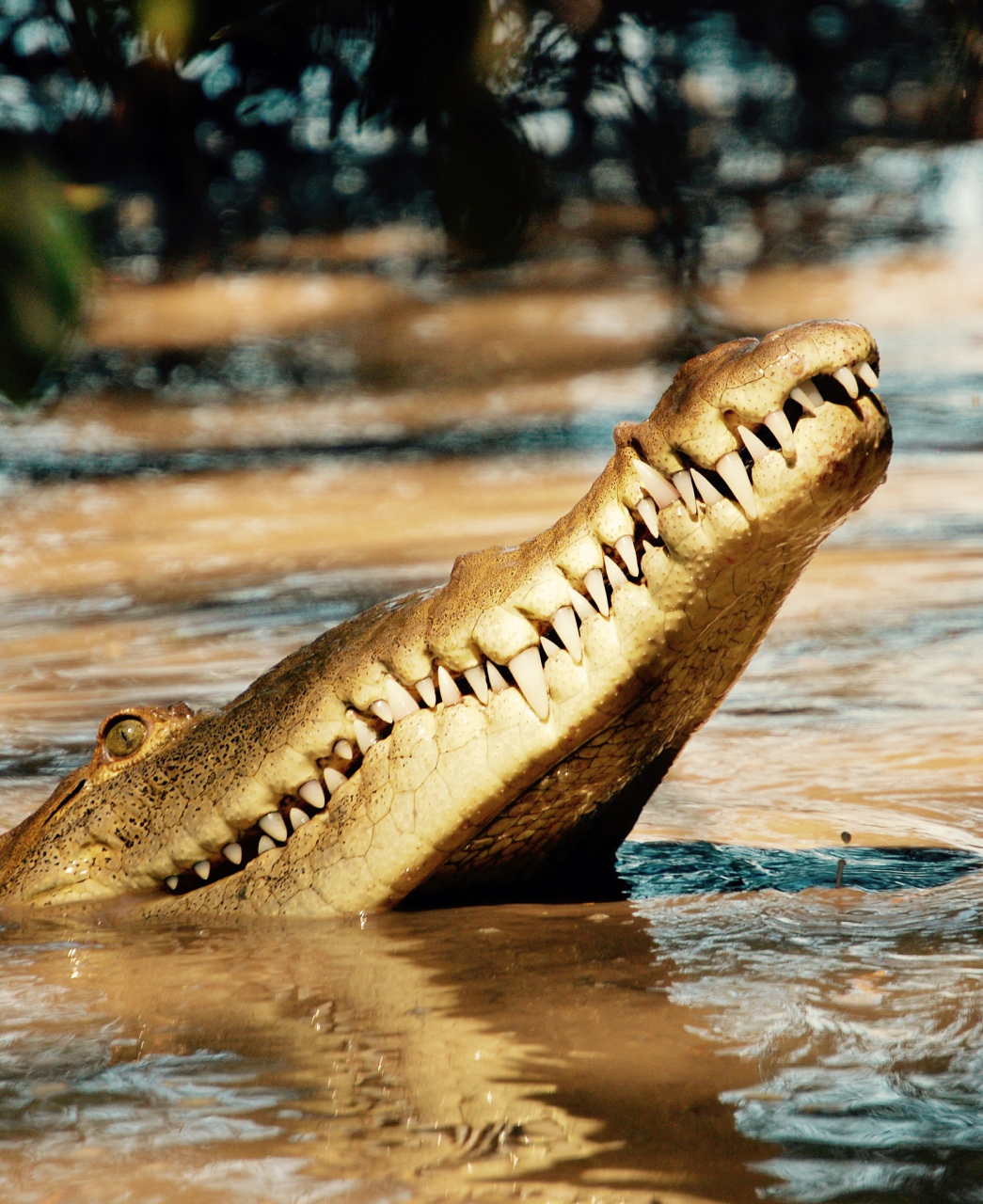 人与自然# 在所有已知的远古生物中,史前巨齿鳄以