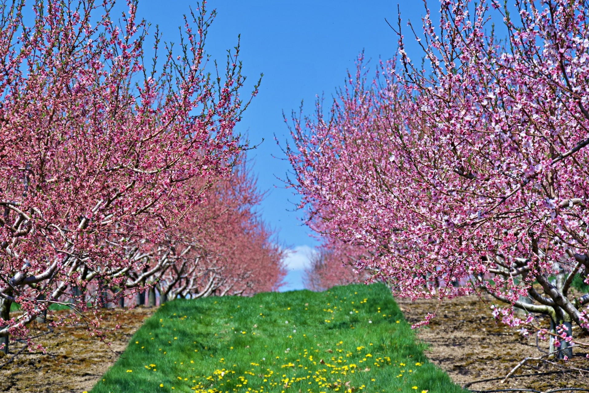 桃树开花期是防治病虫害关键期,果农应选用低毒,低残留农药,如生物