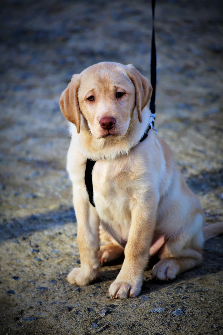 然而,现在我们可以确认一个好消息:这条狗已经被找回了!