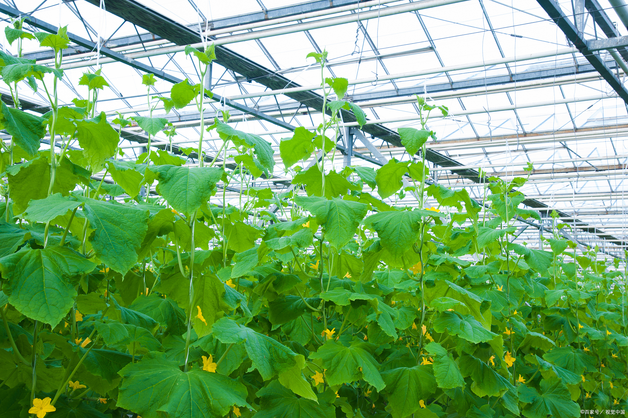 黄瓜的亩产量因品种,栽培方式,气候条件,管理水平等因素而异