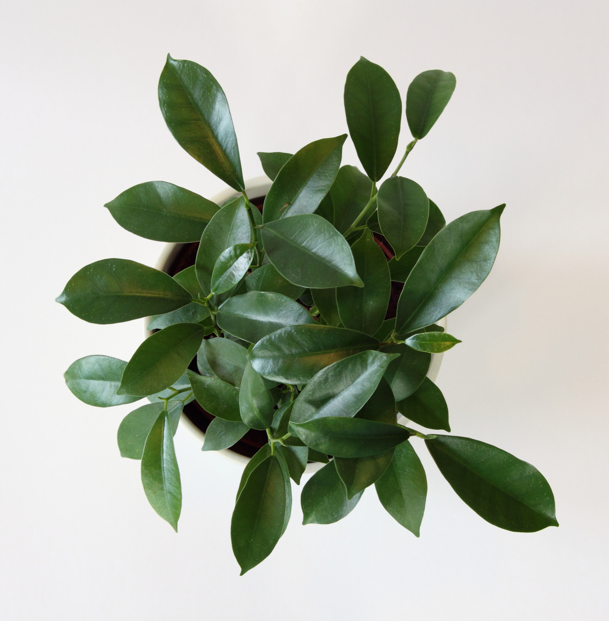 鹅掌柴,是一种常见的室内植物,也被称为鸭掌木,大叶伞,鸭掌木等.