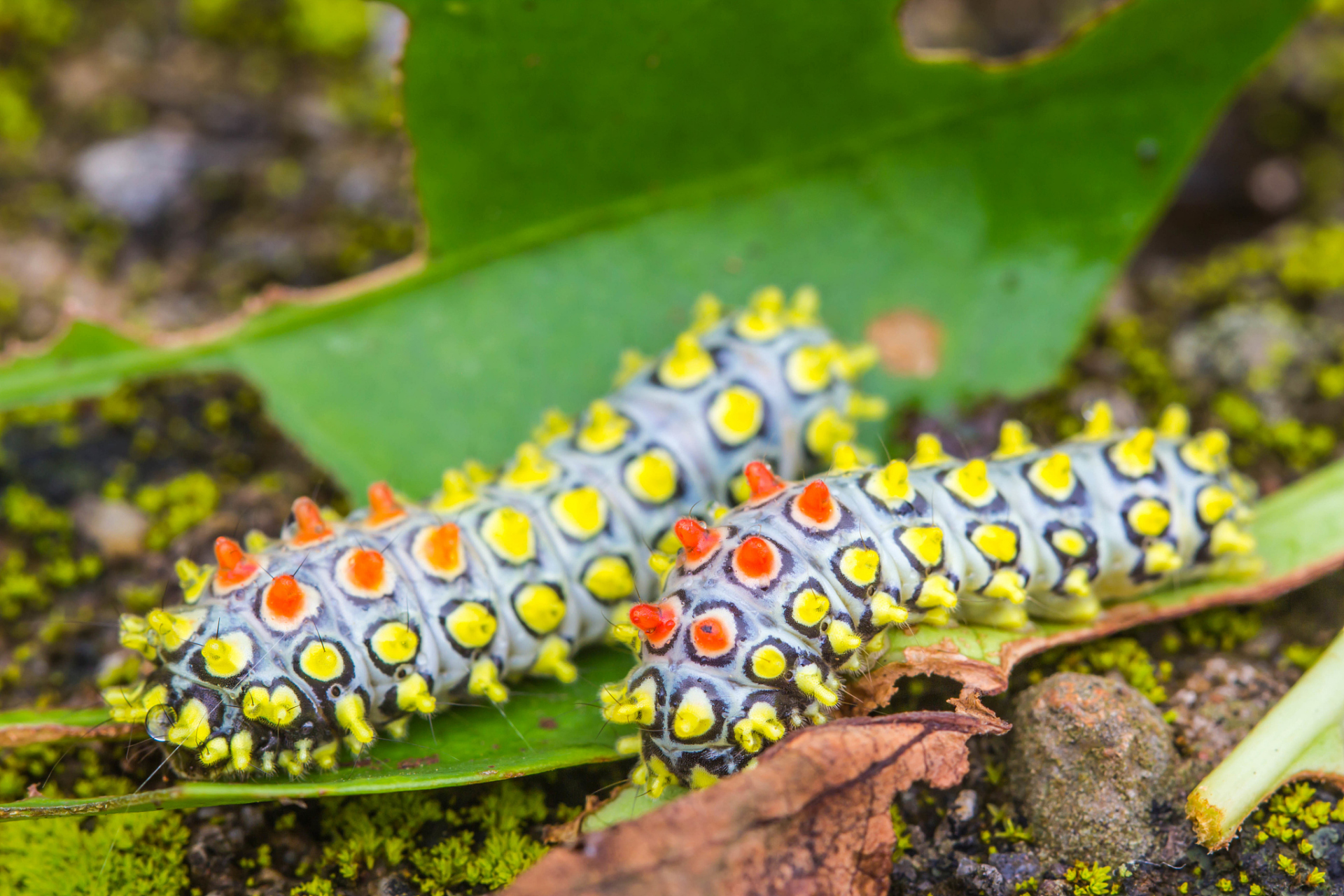 不知道到底都是那些地方的人吃水煮洋辣子,我是山东人表示没见过.