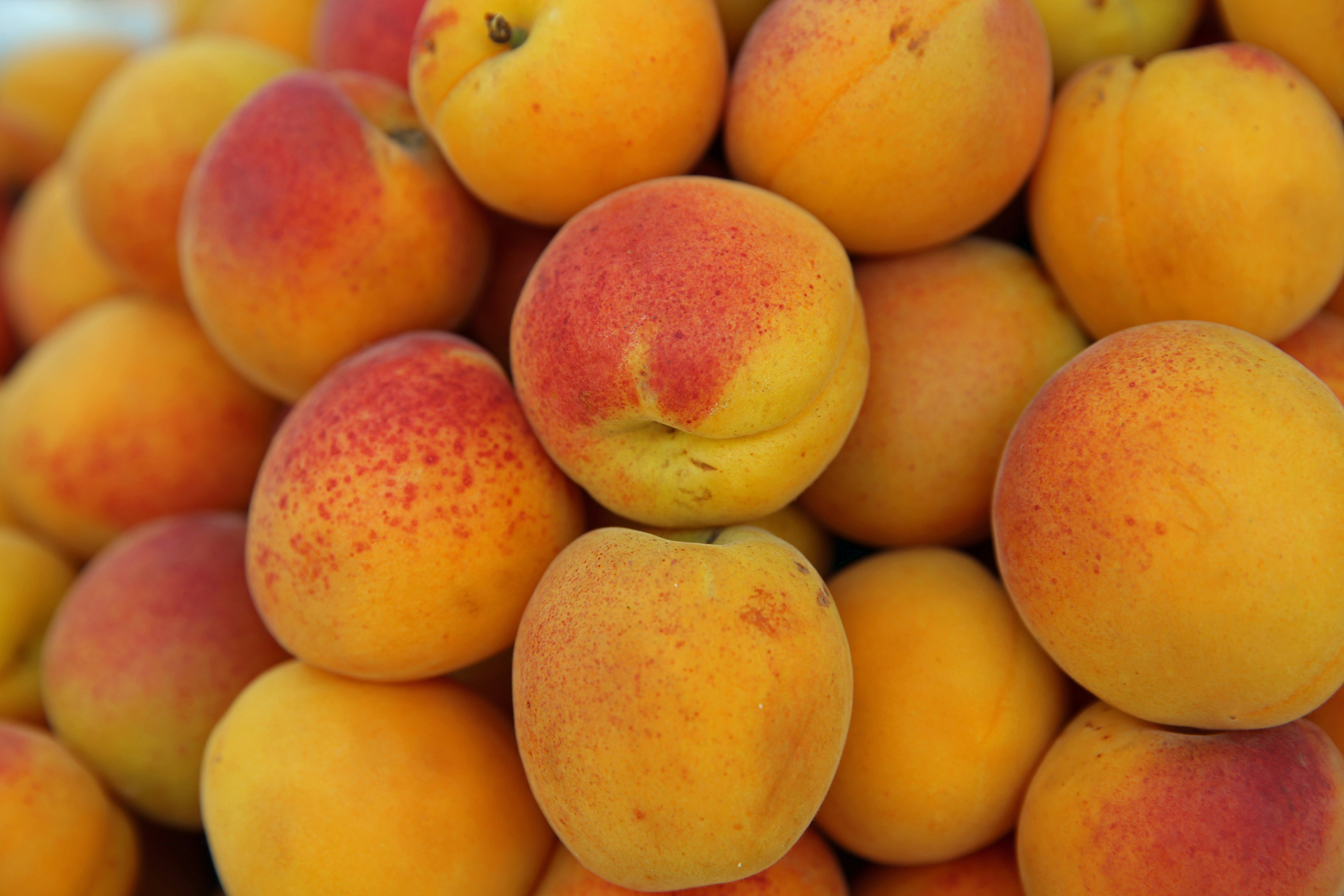 [原文:中国新疆杏的品种和产地分.