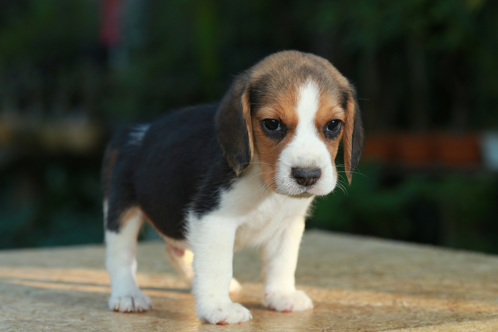 比格犬因其机智,好奇心强,活泼的性格而备受宠物爱好者的钟爱,但它们