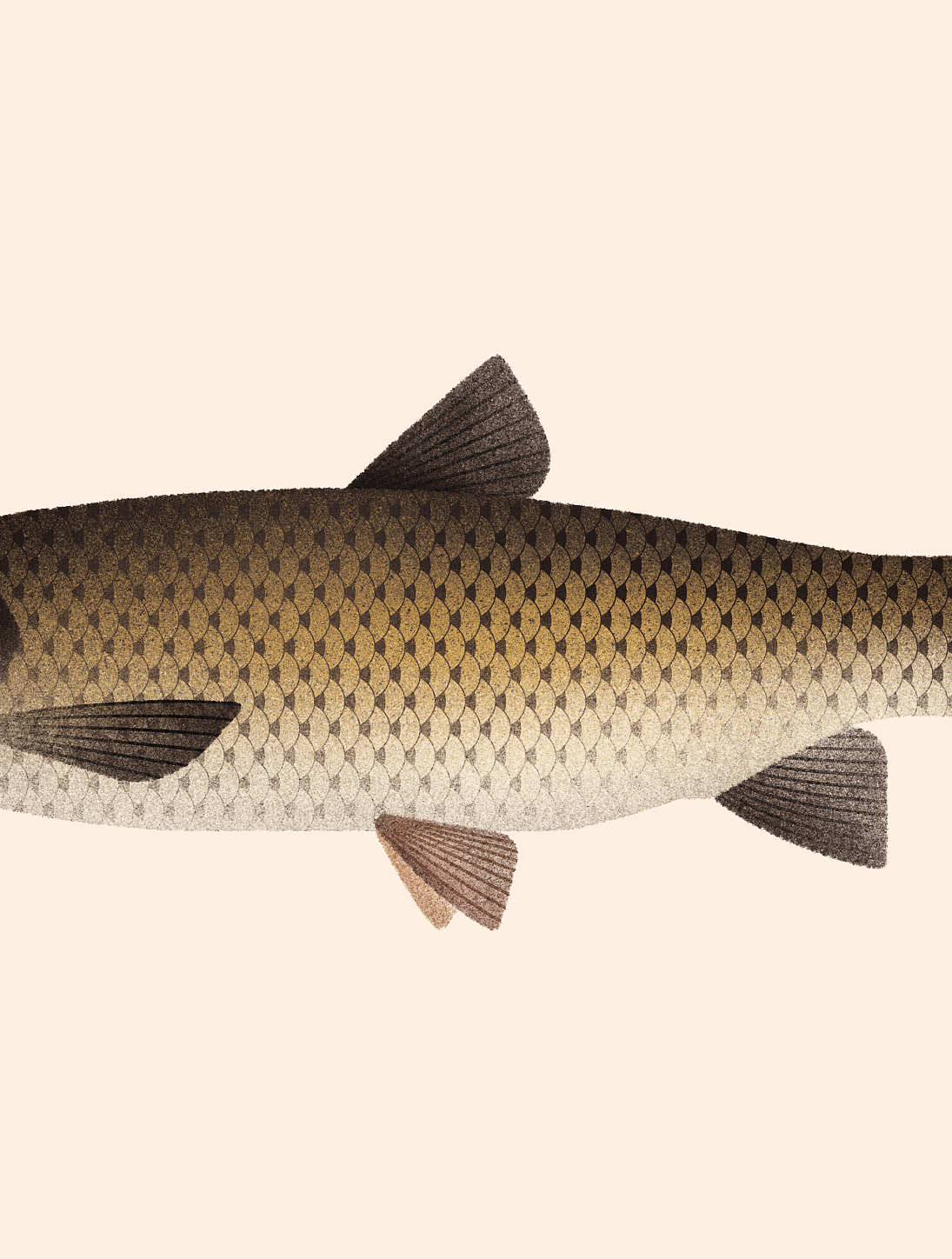 通过合理管理,可提高草鱼养殖效益,促进草鱼养殖业健康发展