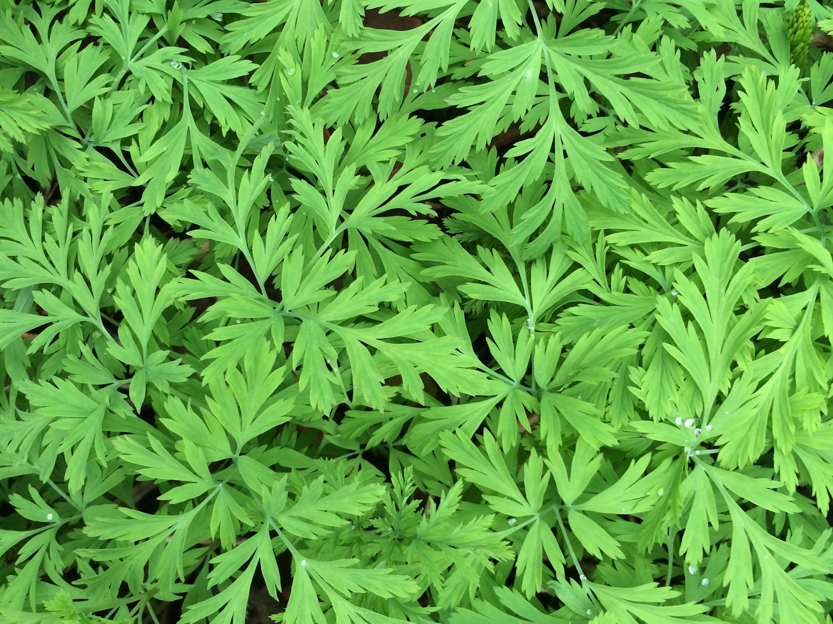 艾草是中国传统文化中重要的植物,具有驱邪避凶,温经散寒等功效.