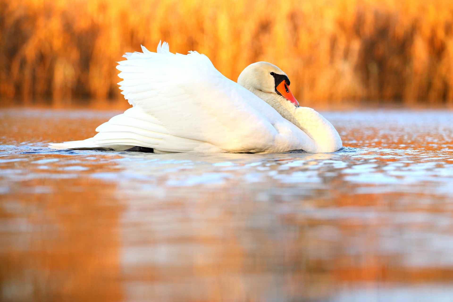 初中生优秀作文精选:《湖畔鹅影》  清澈宁静的沔阳湖,倒映着翩然飞舞