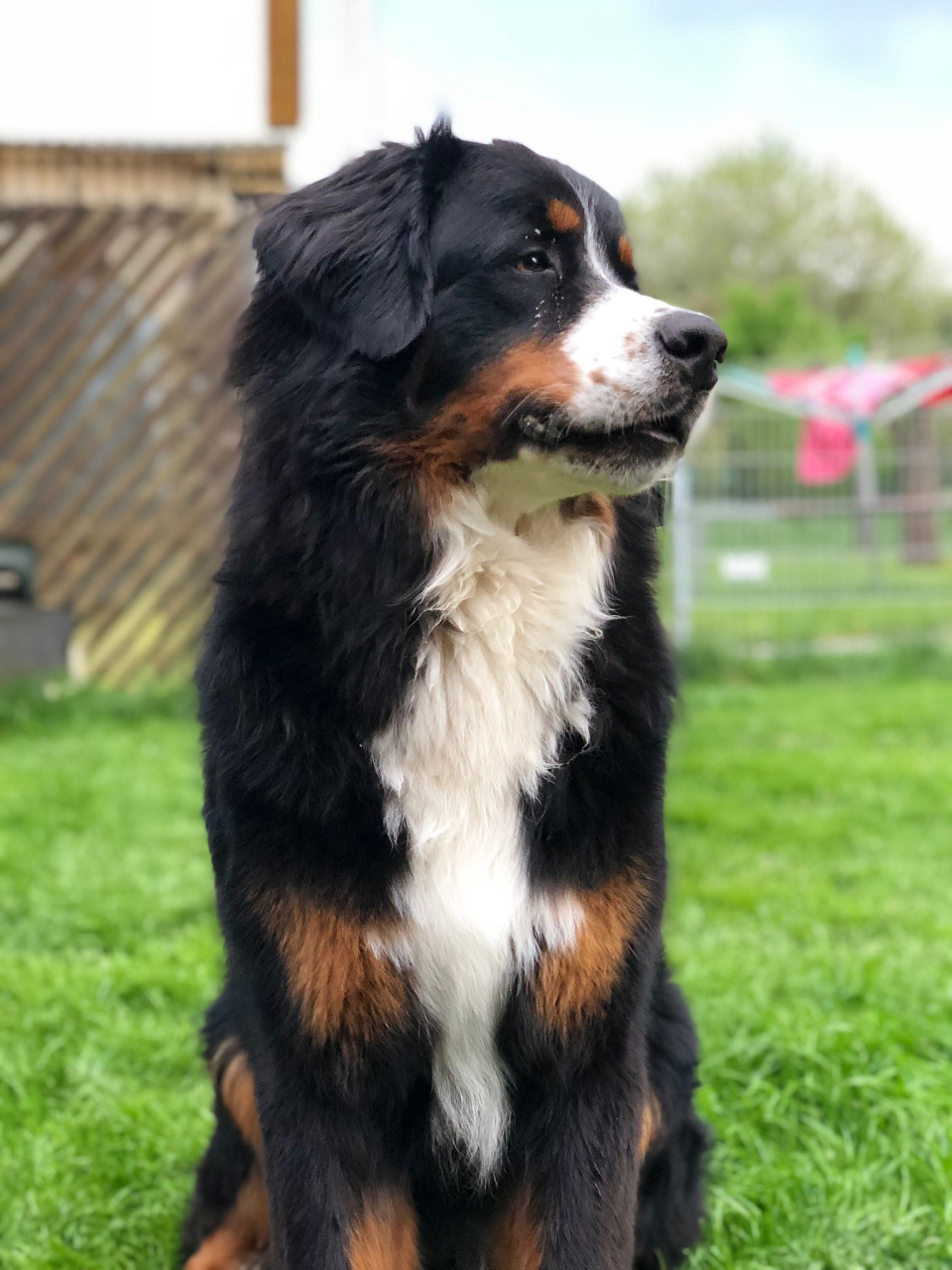 圣伯纳德狗在肩高和体重方面都非常惊人,成年雄性圣伯纳德狗可以达到