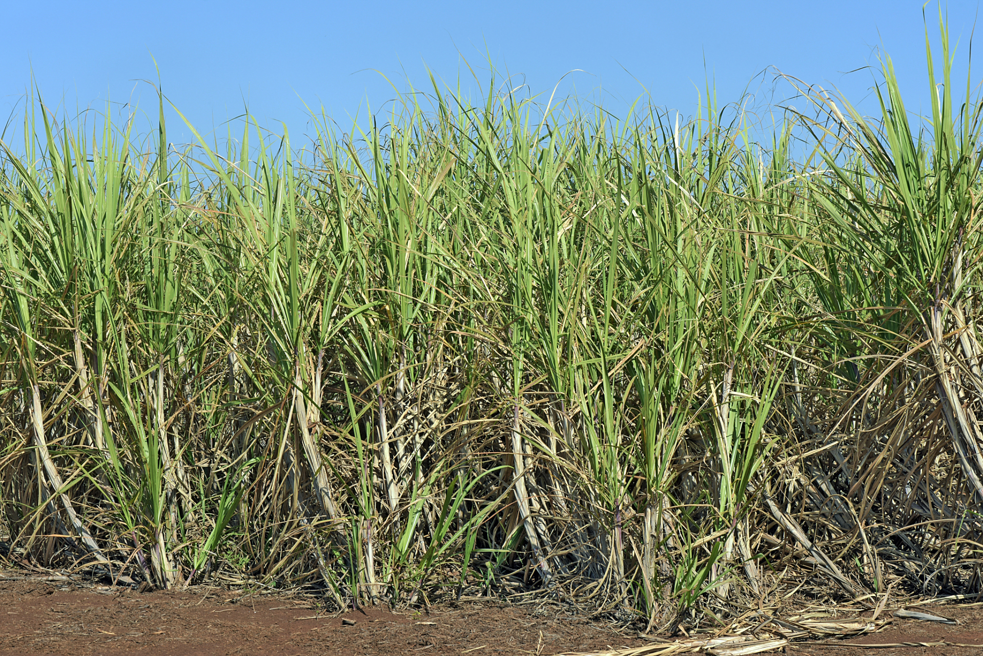 巴西新一季甘蔗产量即将登场,有望创下历史新高!