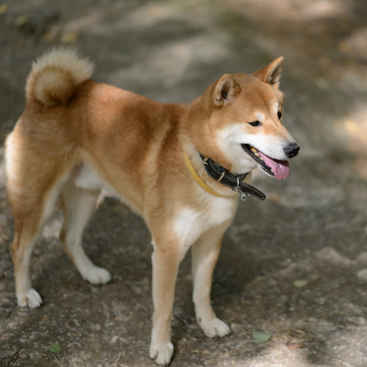 野生柴狗图片