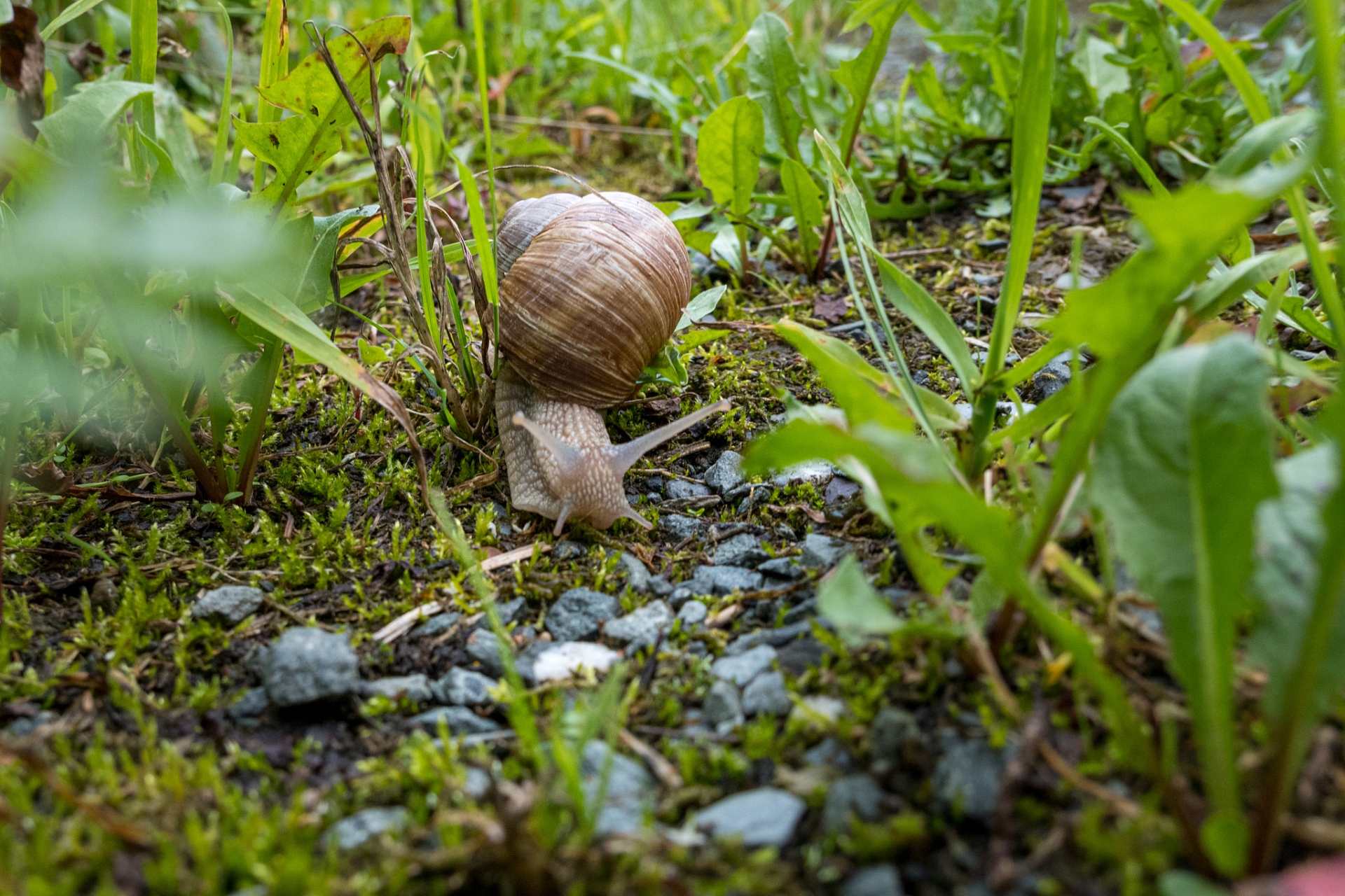 菜地里蜗牛到处爬,今天分享一个不用花钱不用打药的小妙招,保准蜗牛再