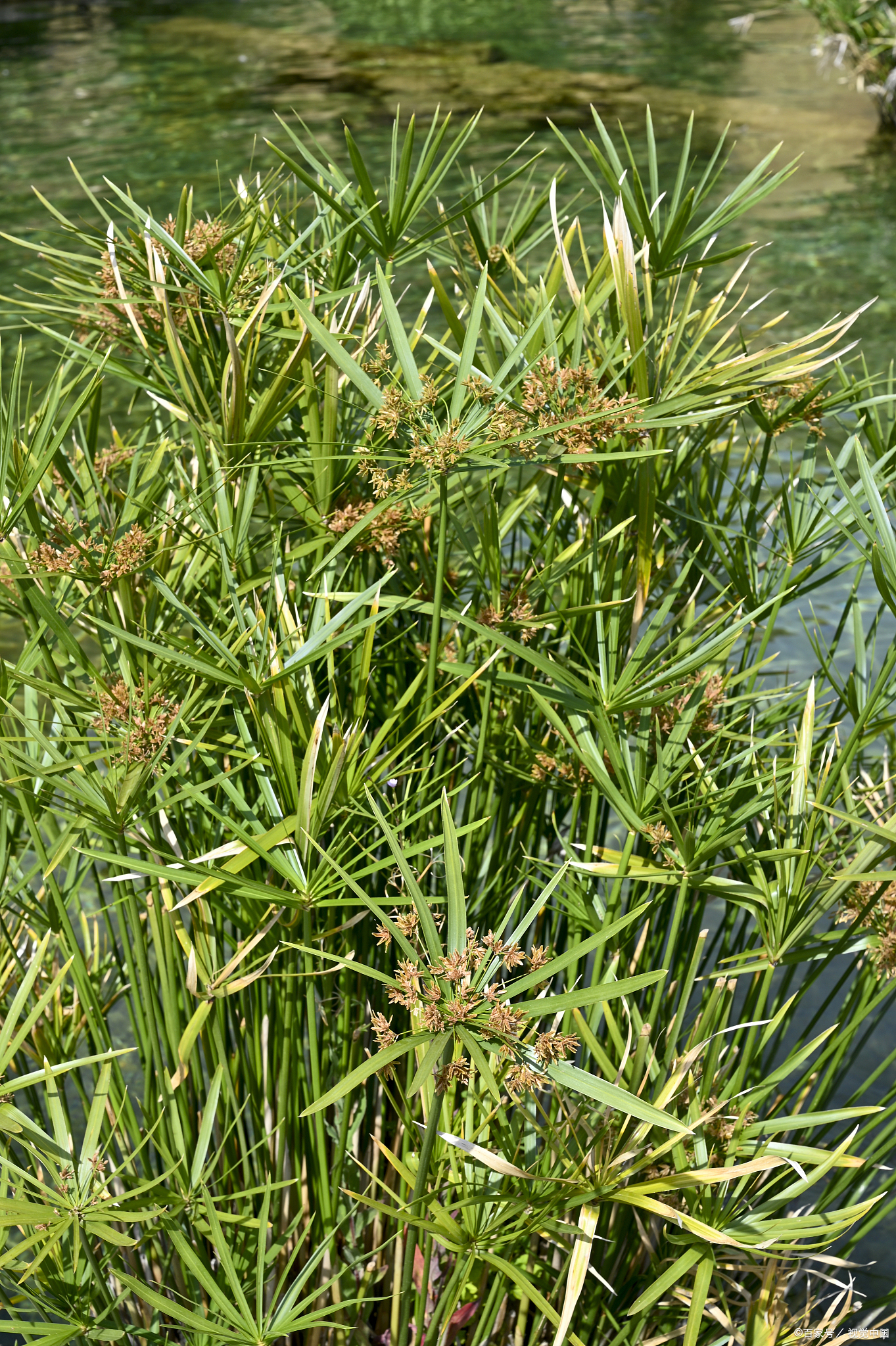 它的香附子图片香附的图片香附子香附图片附子图片植物图香附子的