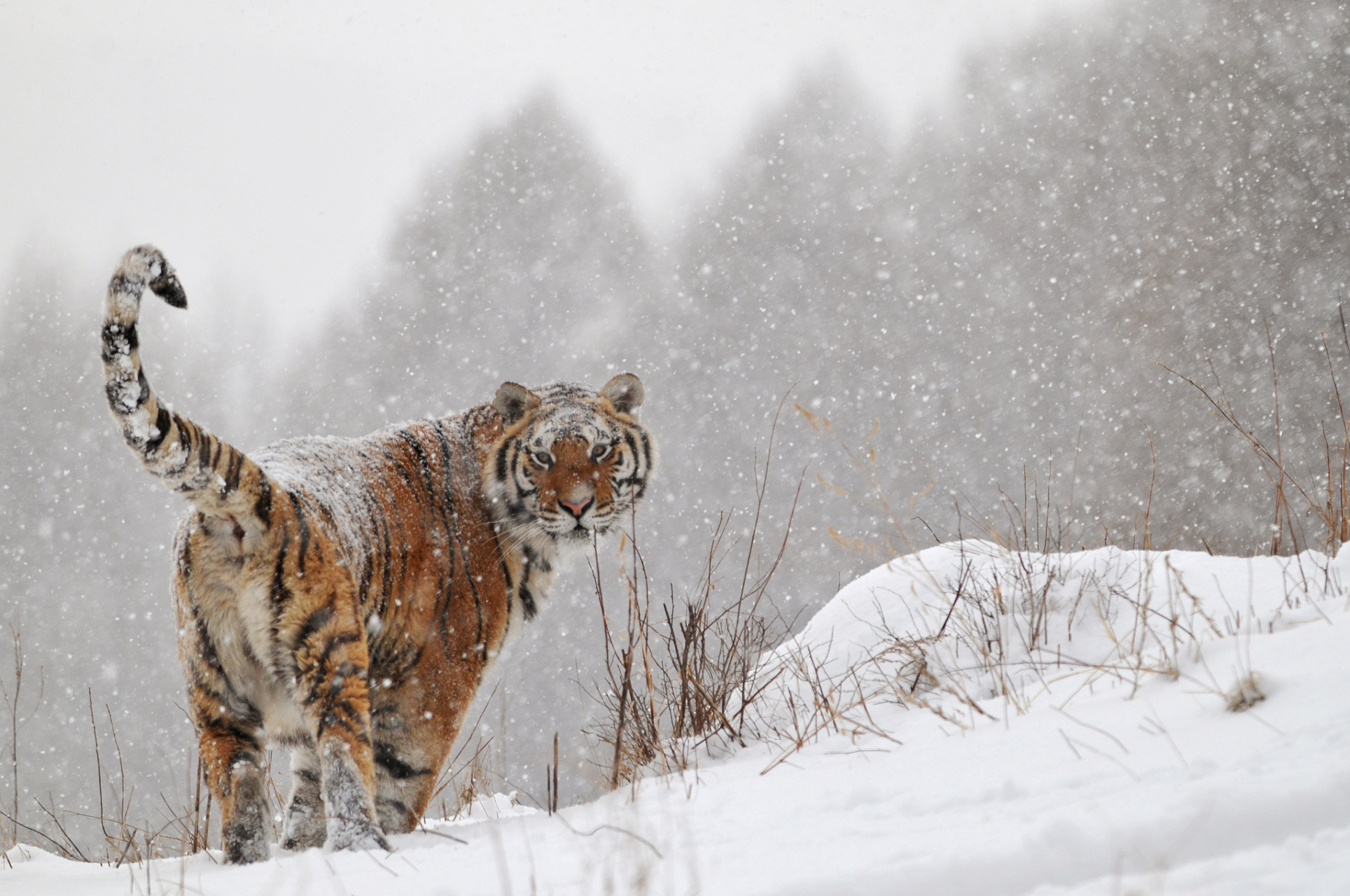雪地里的东北虎图片图片