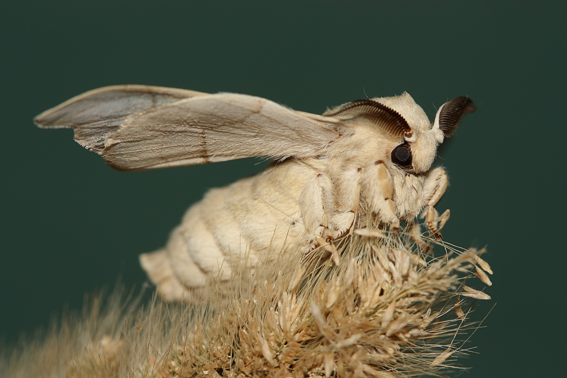 蚕蛾是一种重要的经济昆虫,其繁殖过程中的配对行为是非常关键的.