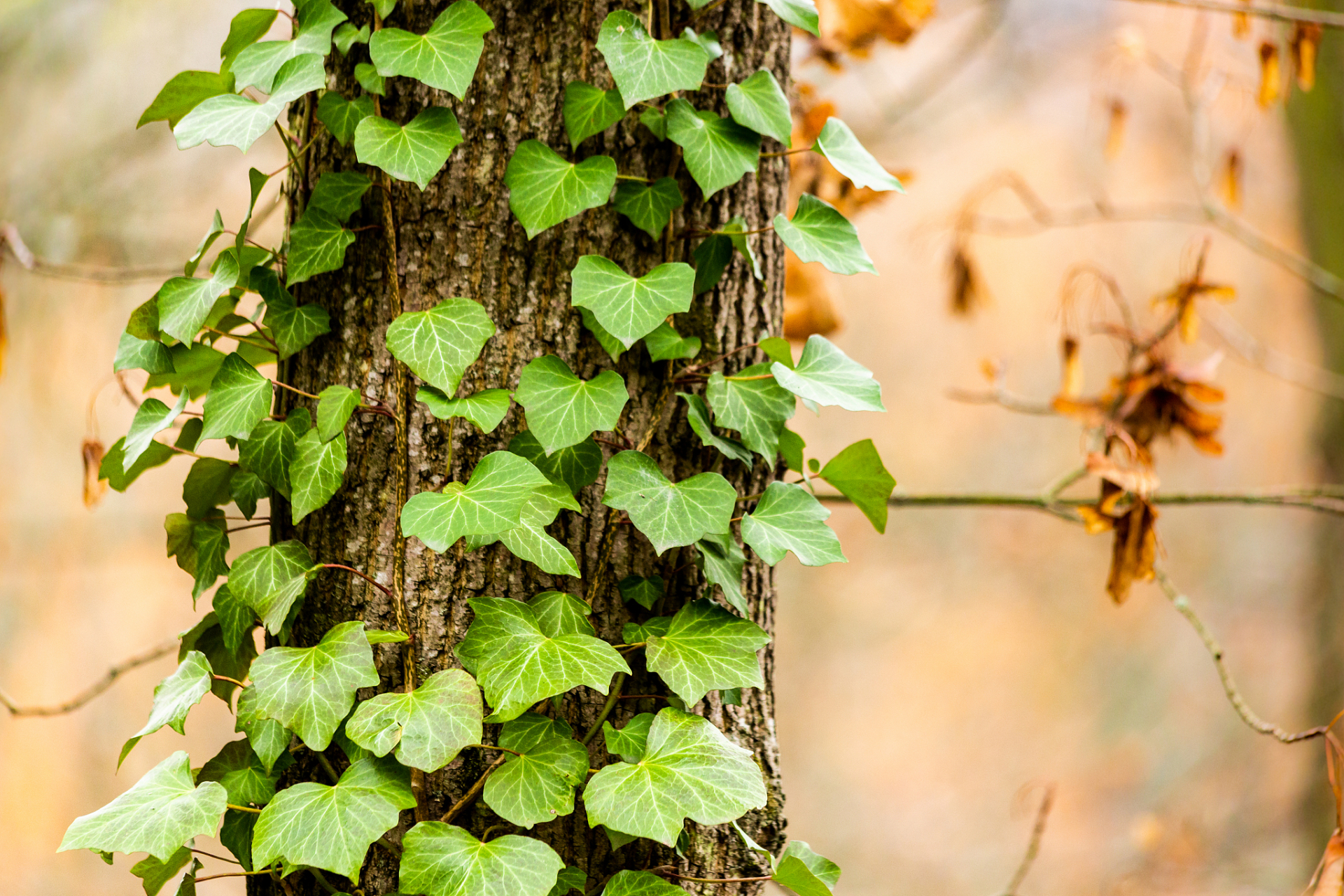 常青藤,是一种生命力强,生生不息的植物.