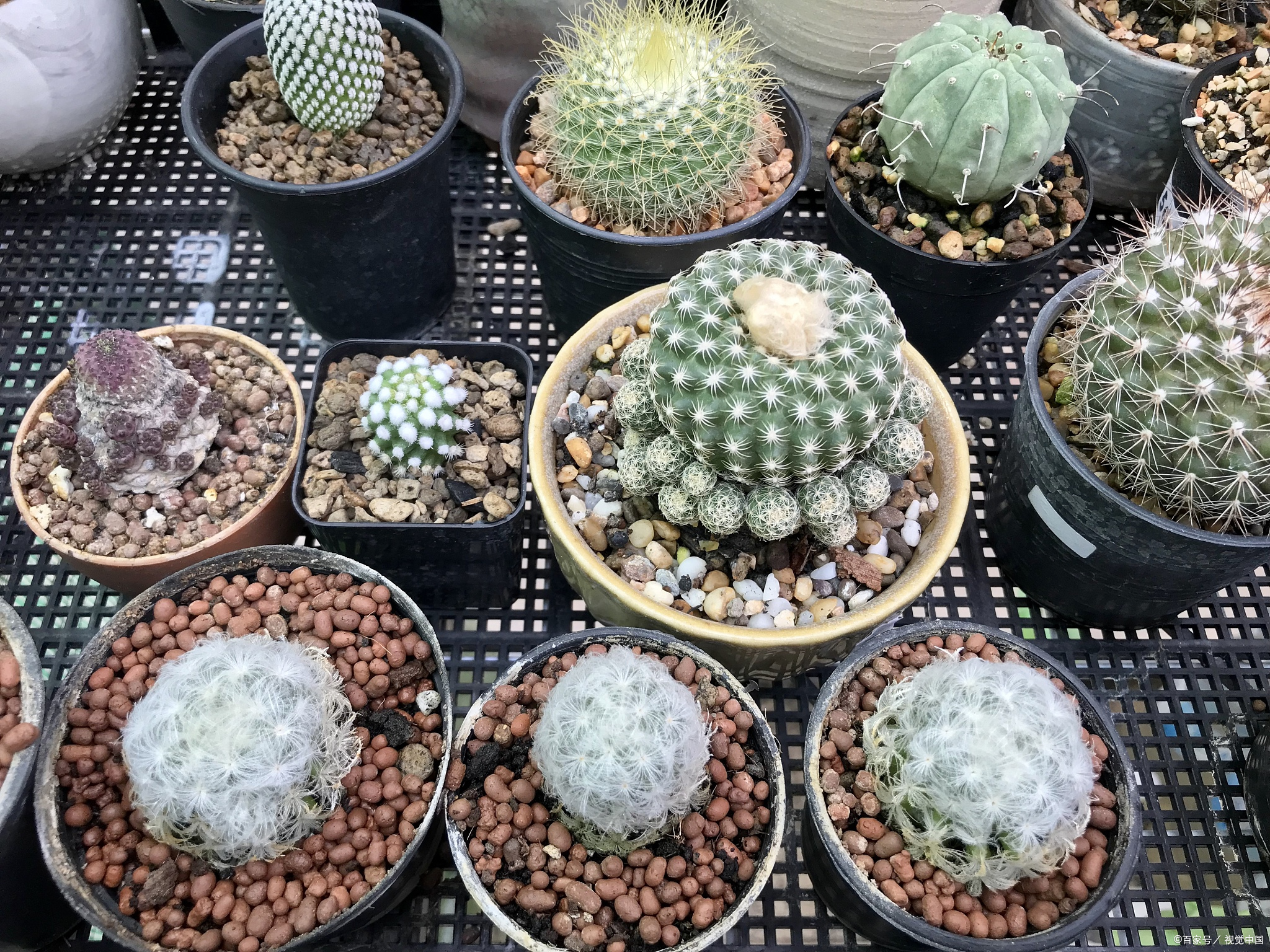 2 在浇水方面,多肉峨眉山小菠萝喜欢干燥的环境,因此浇水要适量,避免