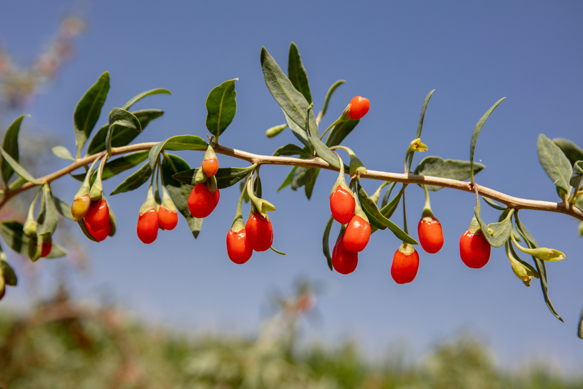 枸杞#   枸杞树是一种重要的果树,如果不进行适