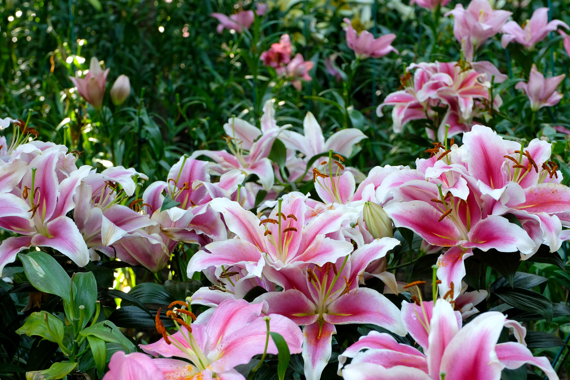 避免过度施肥和频繁移动.[原文:百合杜鹃花的养殖方法和注.