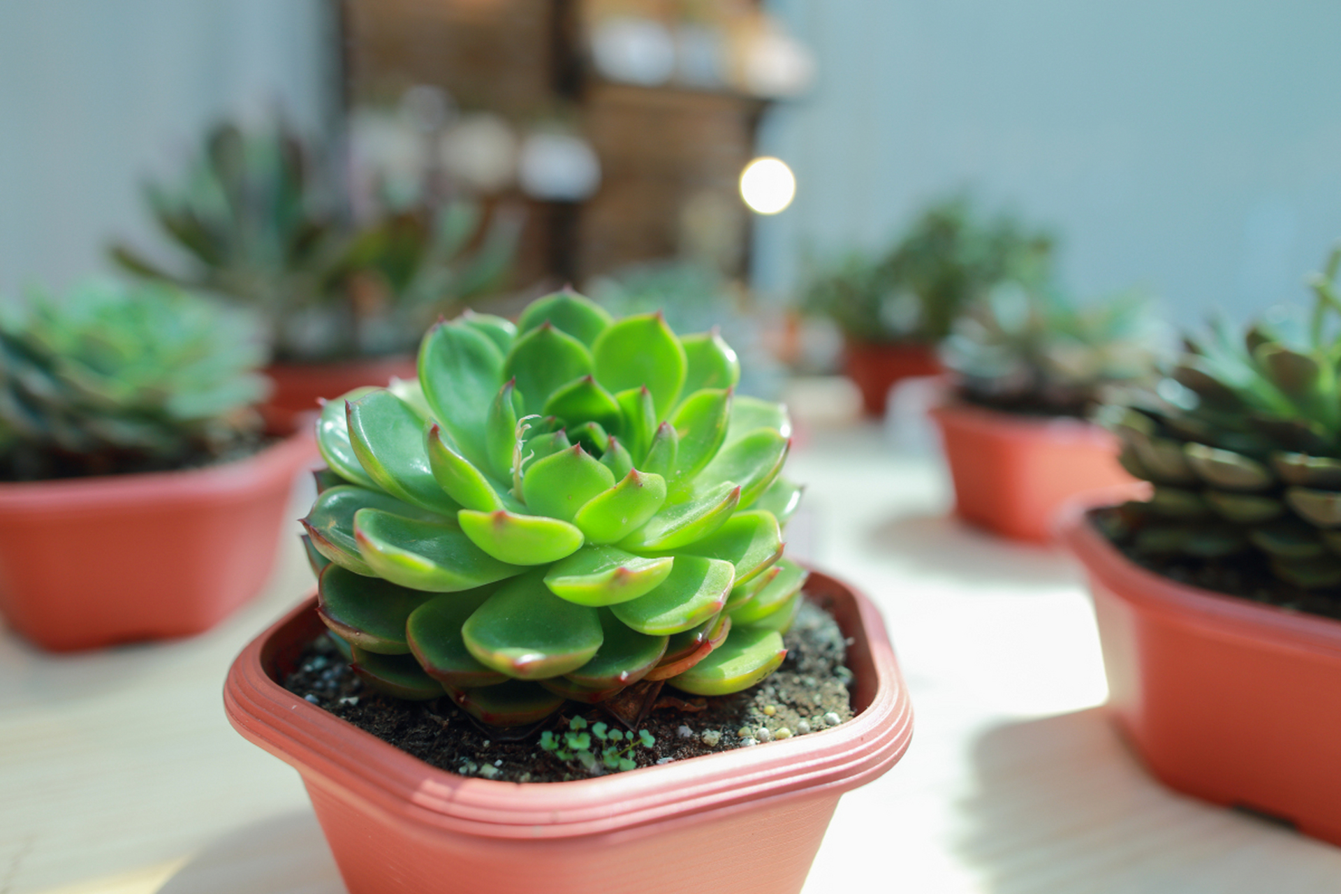 静夜是多肉其中的一个品种,它株形小巧,叶片表面有一层薄薄的白霜,整