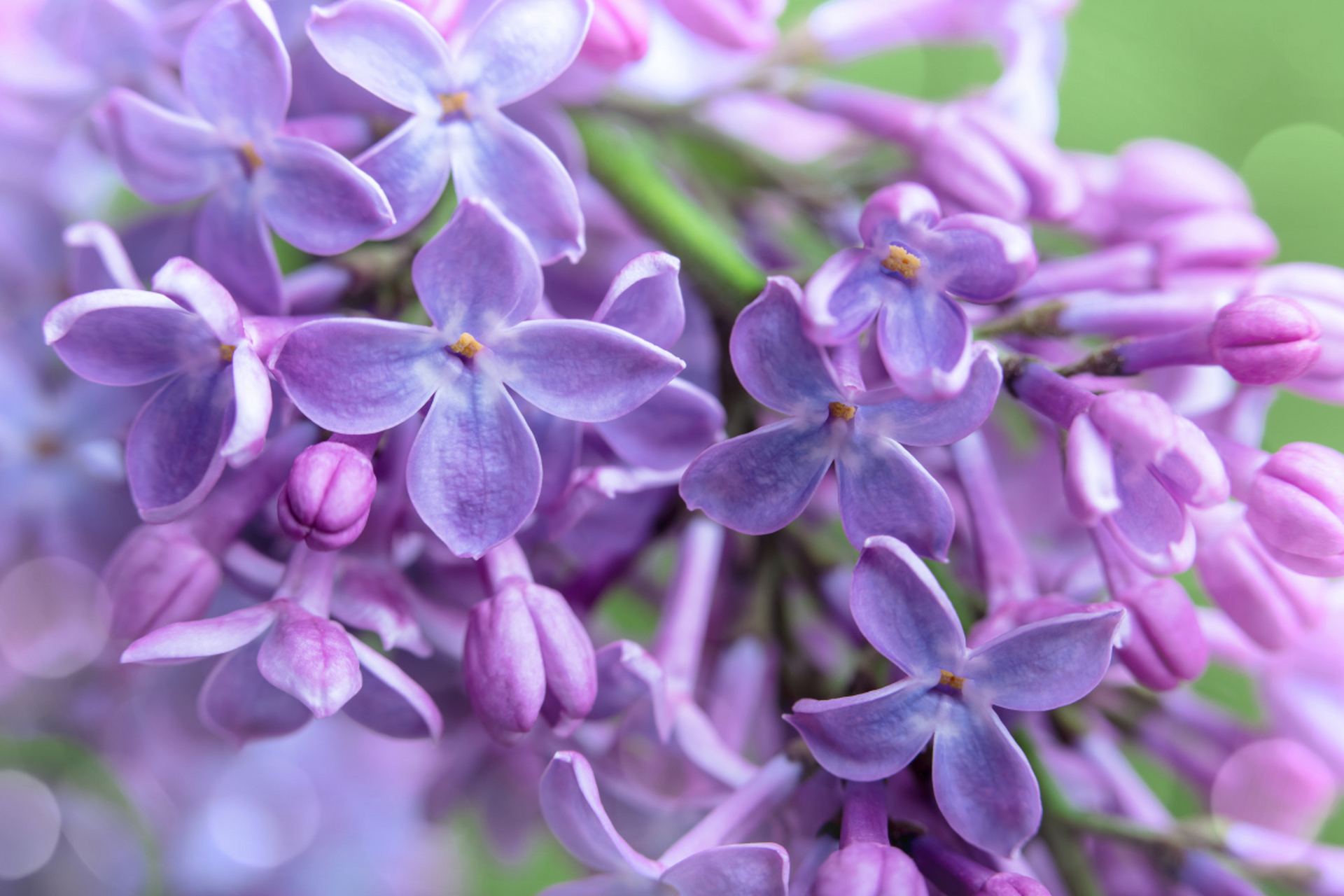 丁香花,淡雅清新之花语传情者.