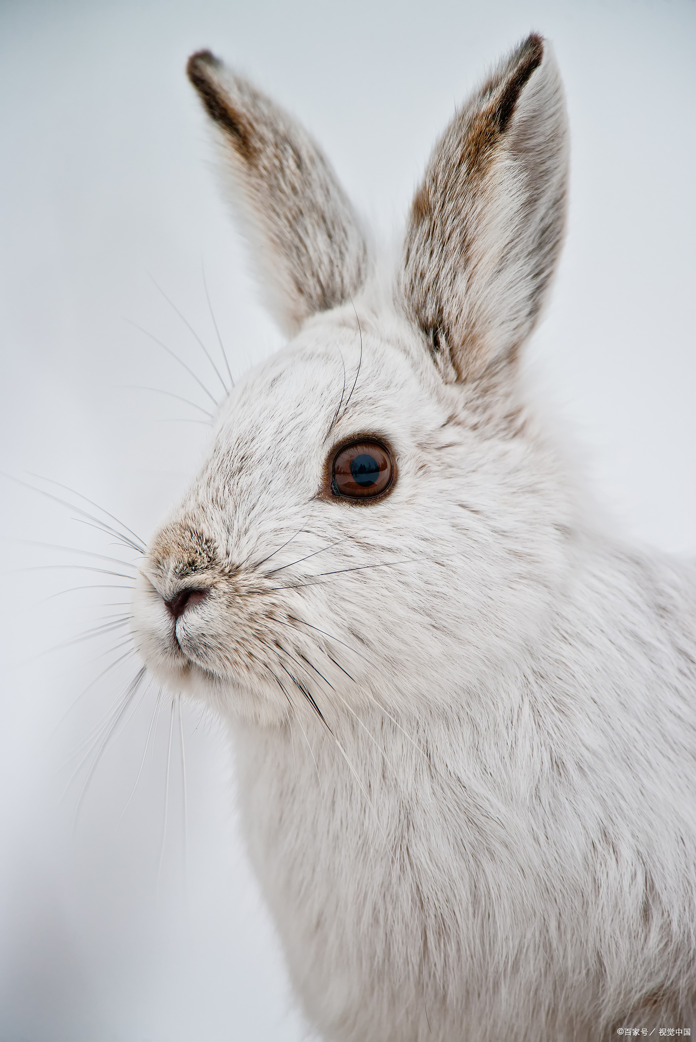 雪兔是冬日仙境中的灵动仙子,它们身披洁白无瑕的绒毛大衣,在皑皑白雪