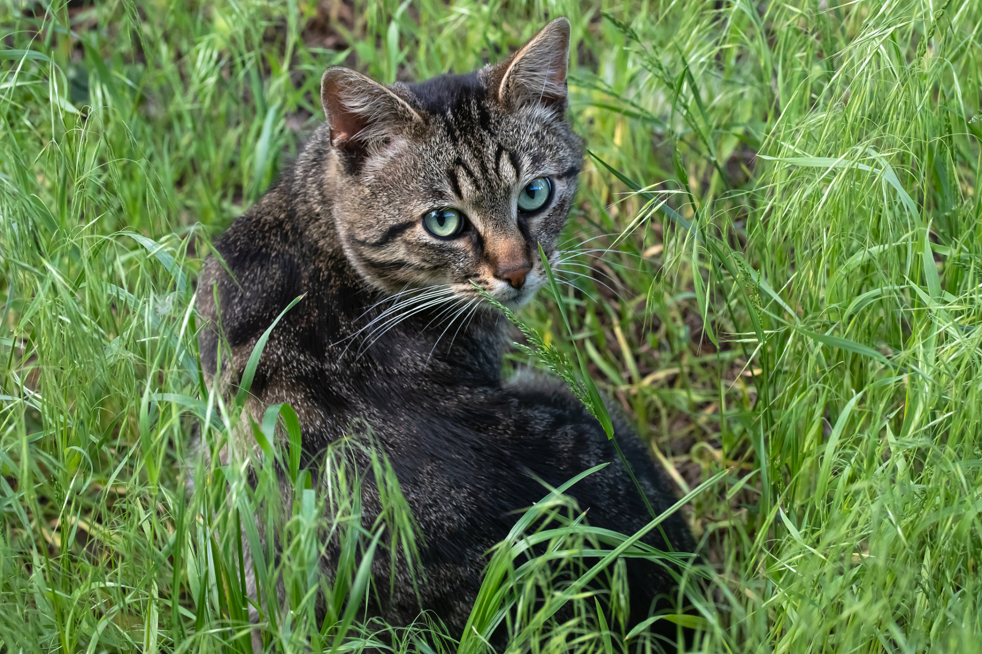 淡绿色眼睛的猫图片