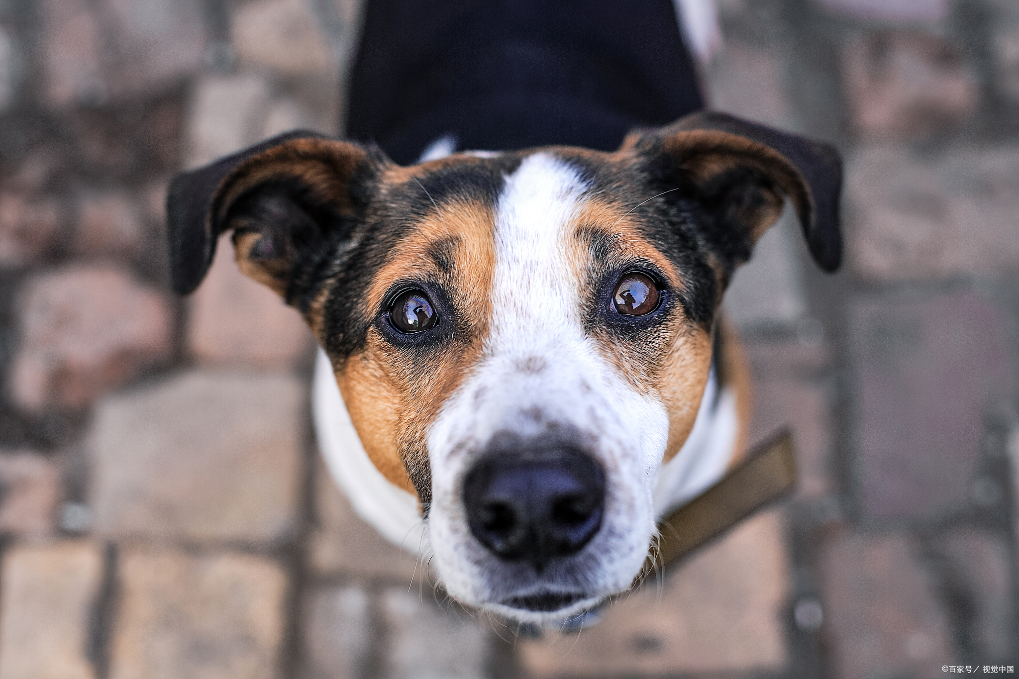 比格犬壁纸图片