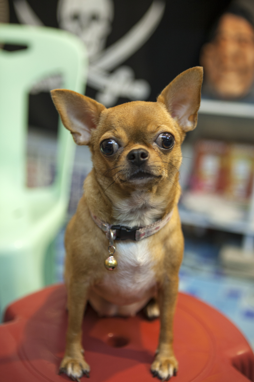 快来找到最适合你的忠实小伙伴吧![原文:迷人对比:吉娃娃与小鹿犬.