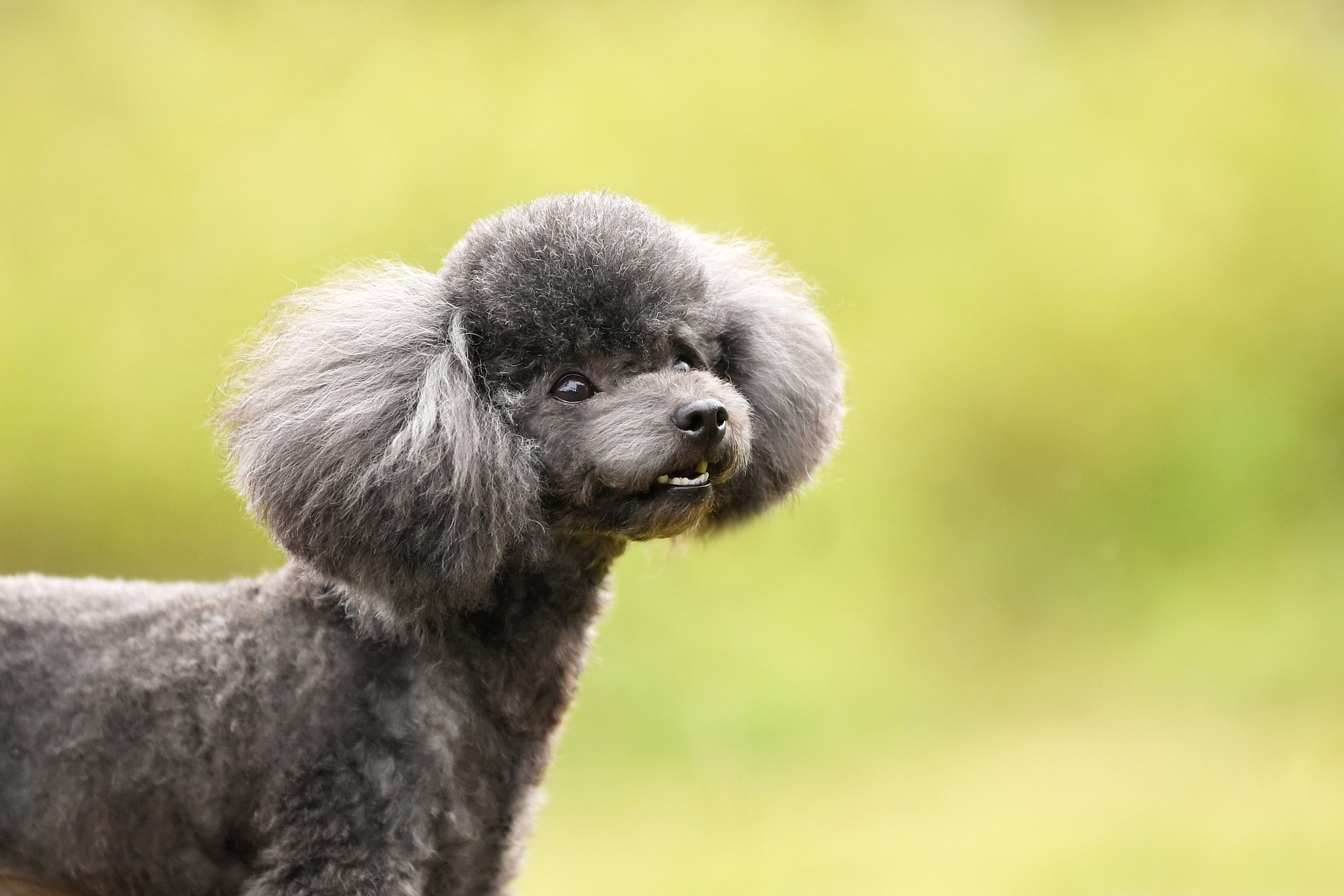 4个月的泰迪可以从体重,肩高,体长,头部大小和胸围等方面来判断其大小