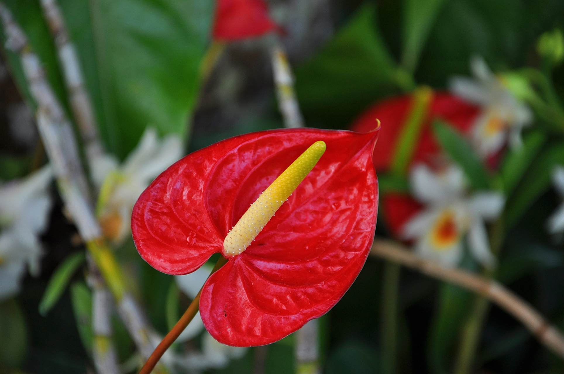 如果您希望成功养殖火鹤花,需要遵循一些关键的养殖方法和注意事项,以