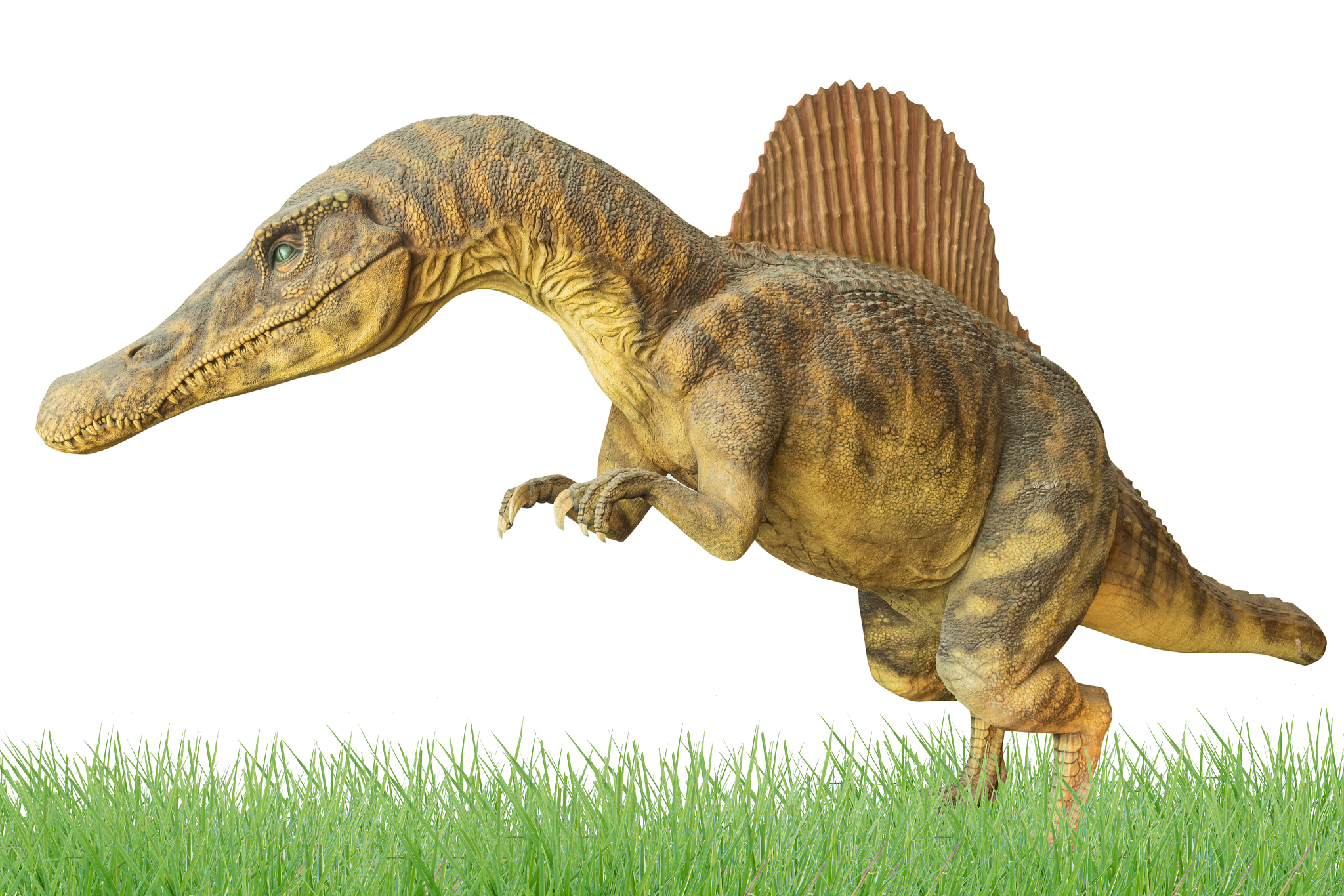 暴龙科是恐龙时代的顶级掠食者,拥有大型身躯,强壮后腿和短小前肢