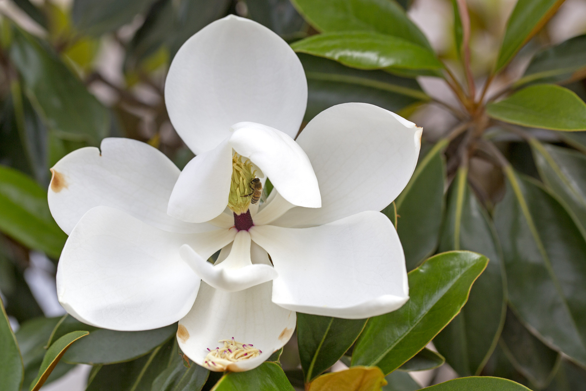 今天我们就来聊聊含笑花的生长习性和养殖技巧.