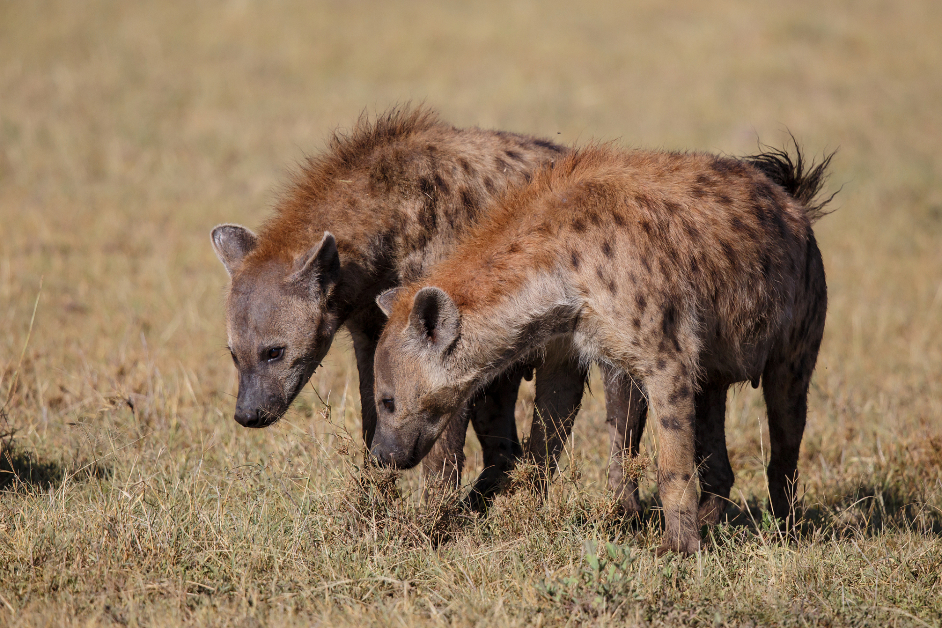非洲草原上,鬣狗与野狗的霸主之战激烈上演!
