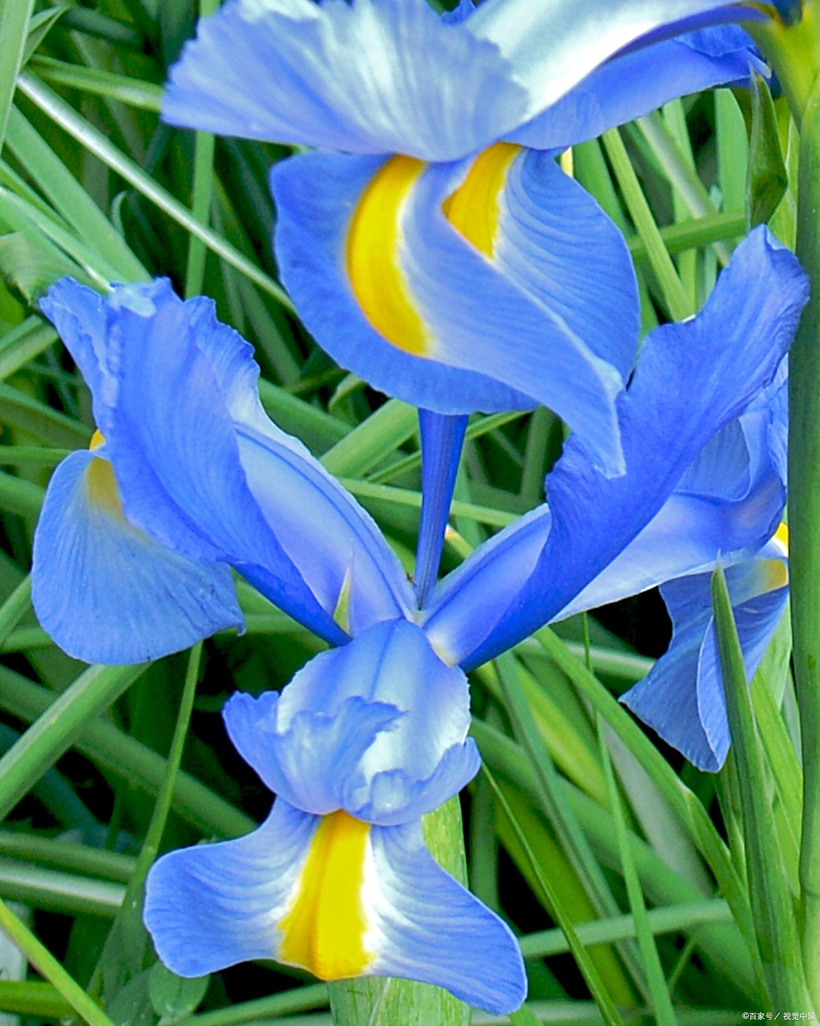 鸢尾花的花期一般在春季,大约在4月至6月之间,具体的开花时间会根据