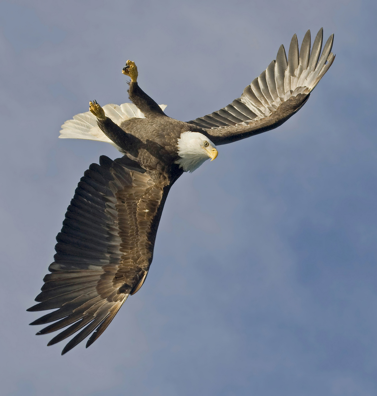 雄鹰:天空的霸主,力与美的结合  在晴朗的蓝天下,一只雄鹰展开巨大的