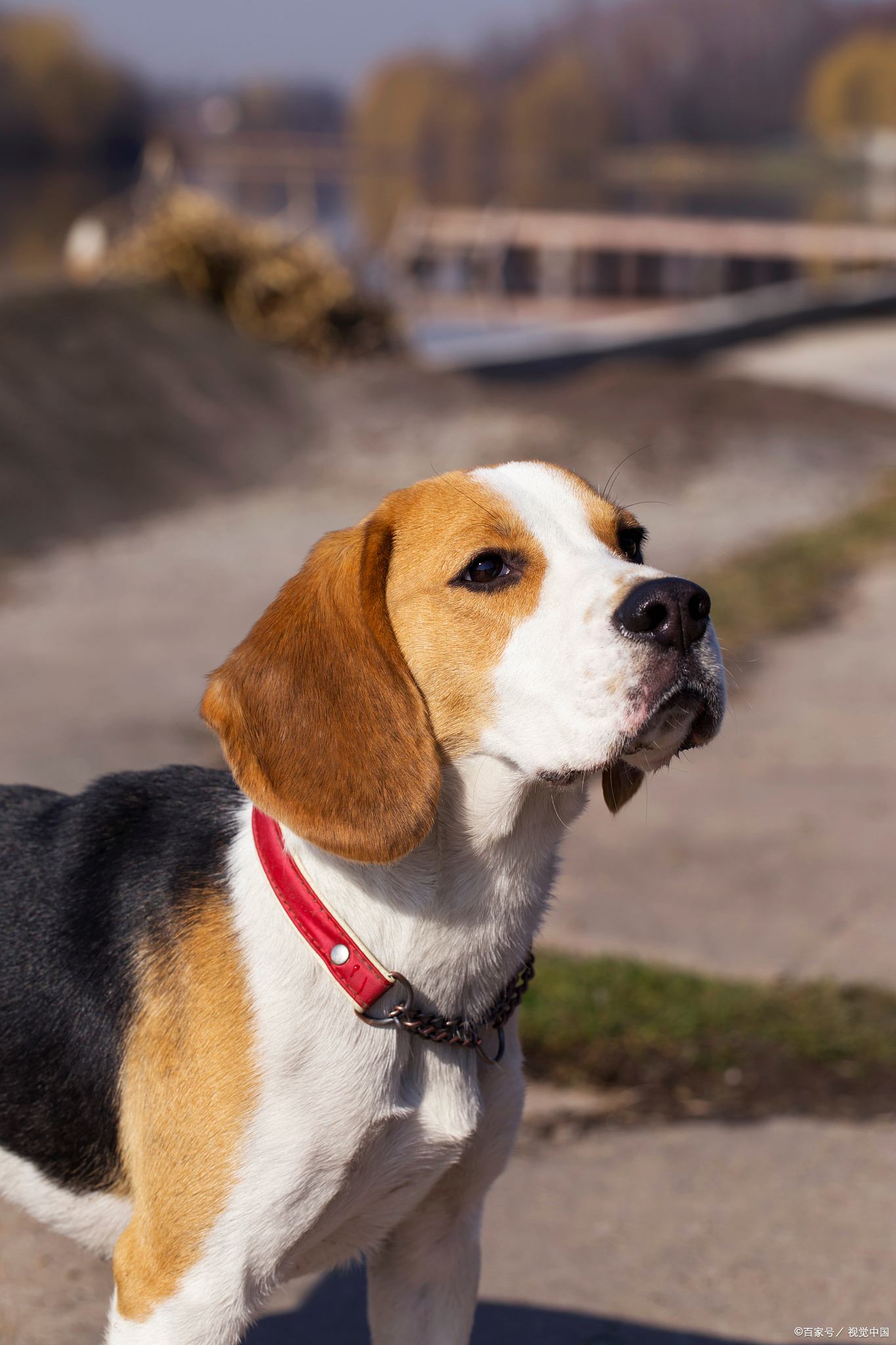 比格犬身高体重标准表图片