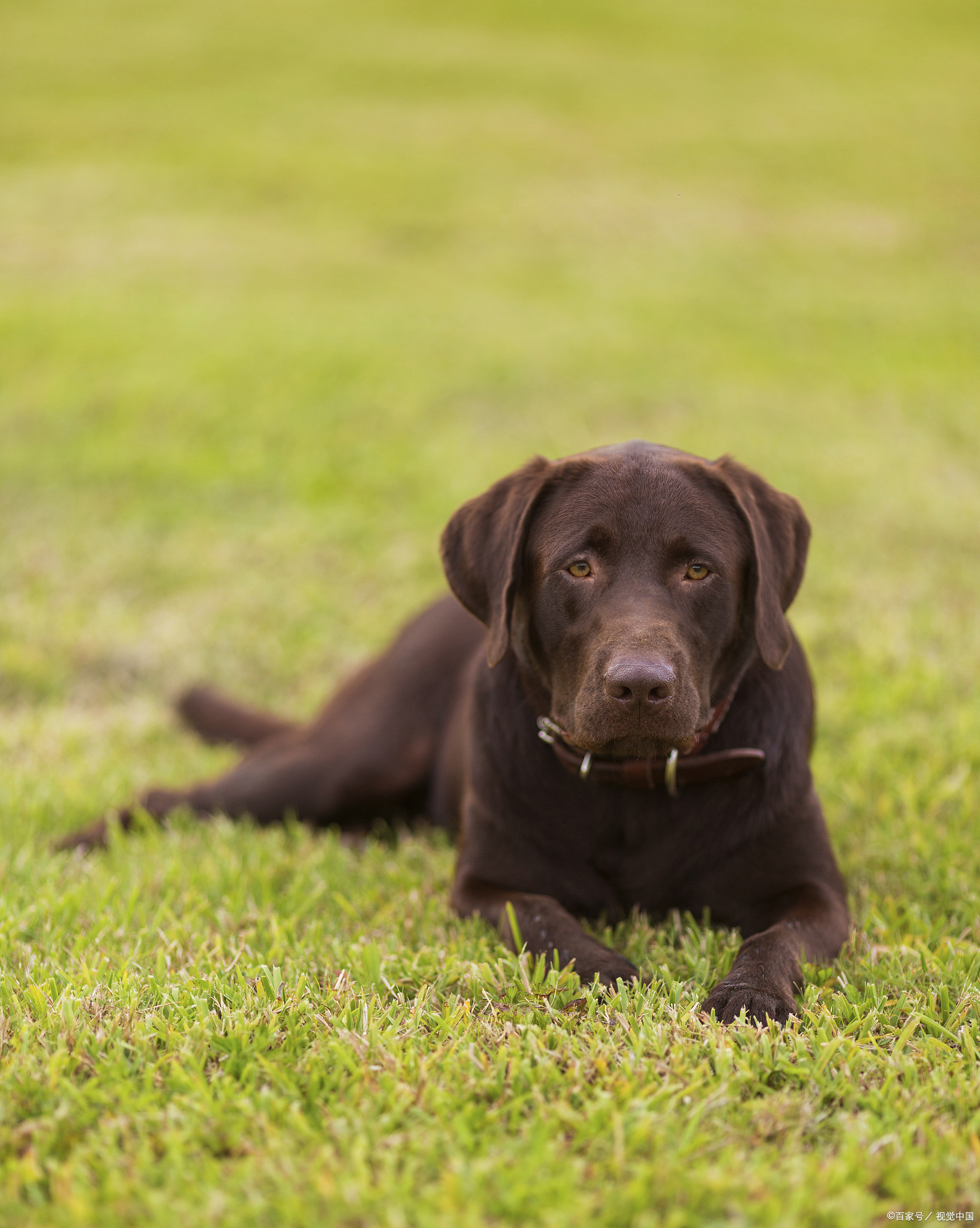 导盲犬一般是哪些品种?各自有什么特点