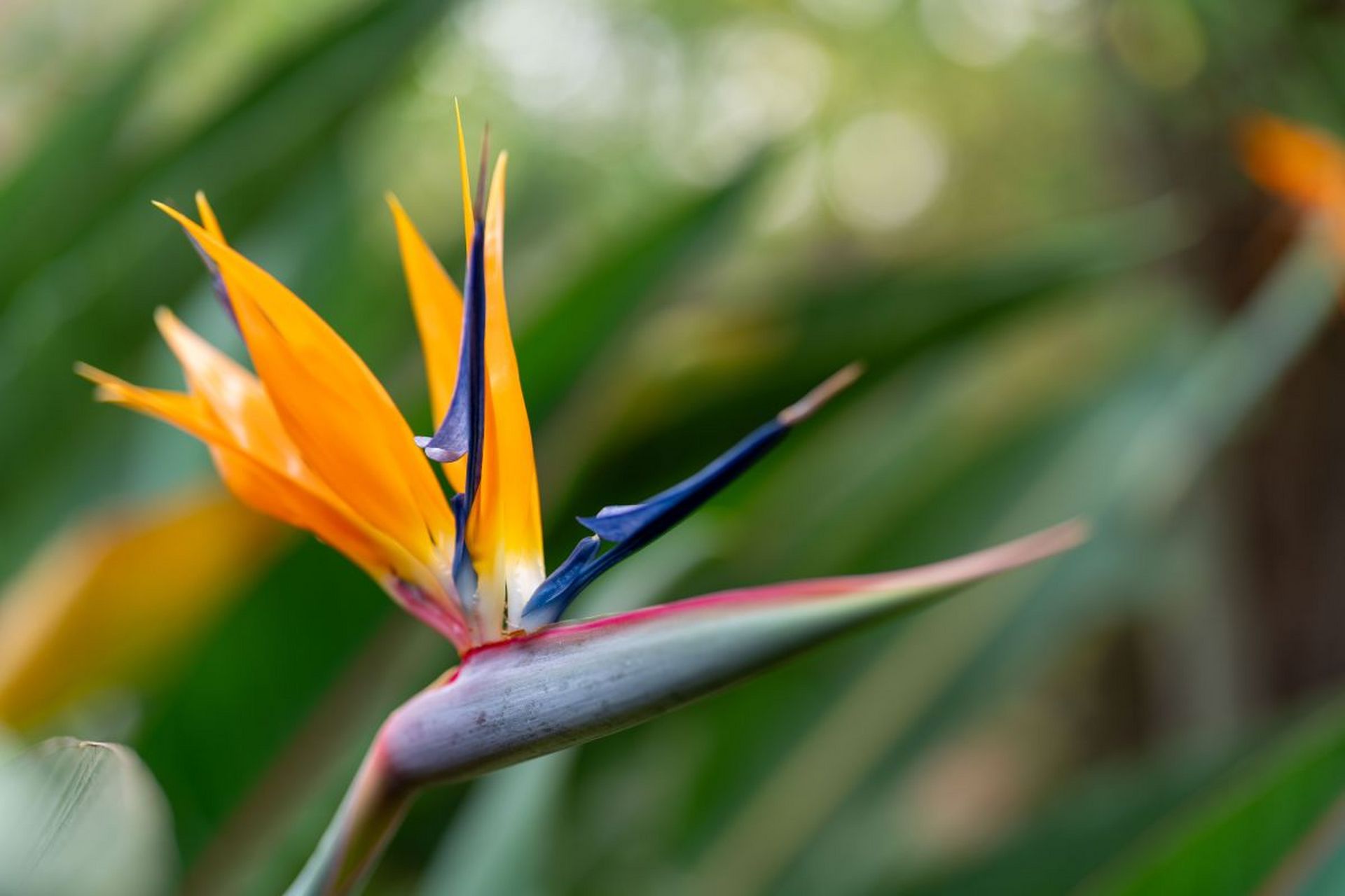天堂鸟盆栽养殖方法与注意事项  天堂鸟是一种有独特魅力的热带植物