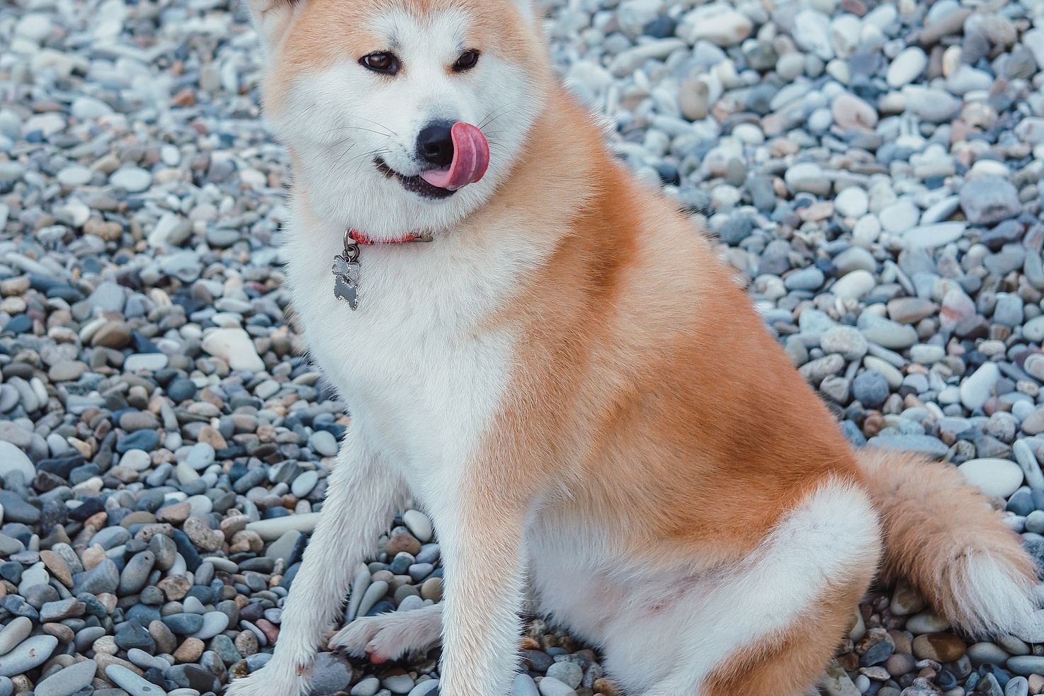 [原文:忠诚之珍藏:秋田犬的少有.