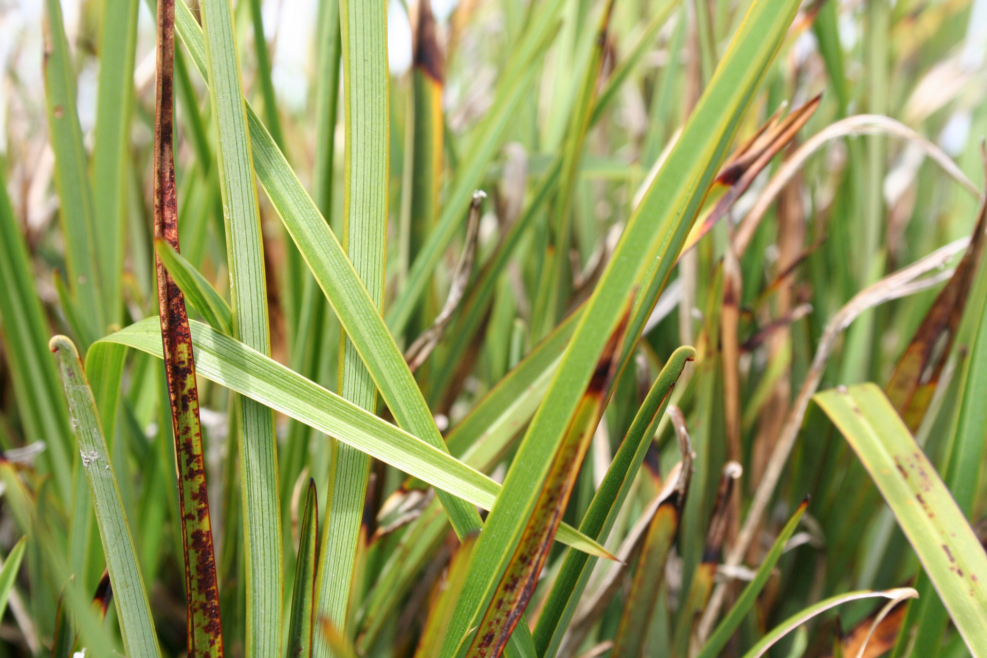 水稻纹枯病会产生暗绿色的水渍状不规则小斑点,扩大后斑点呈椭圆形