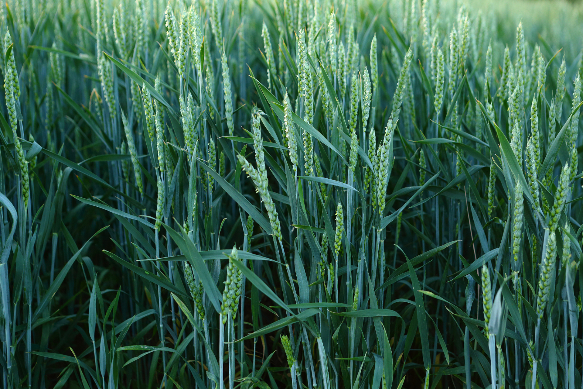小麦拔节期管理技术要点 #小麦种植# 拔节期 1.