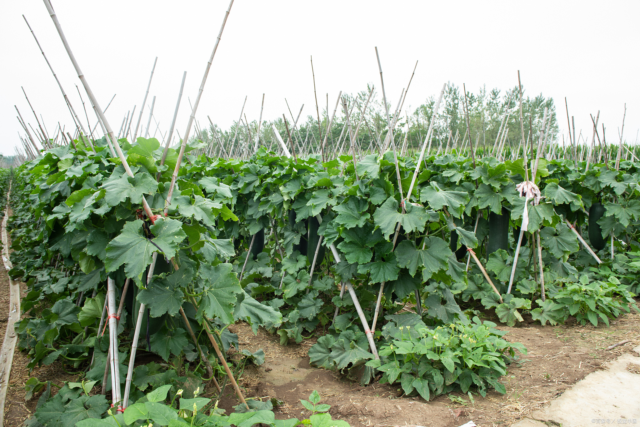 硕果累累的冬瓜地,农人露出灿烂的笑意