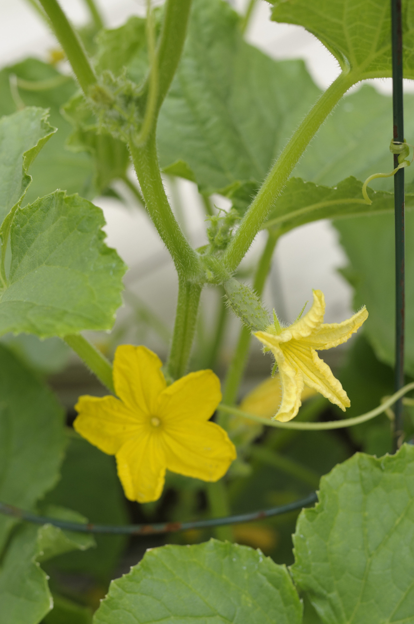 黄瓜花雄蕊和雌蕊图片