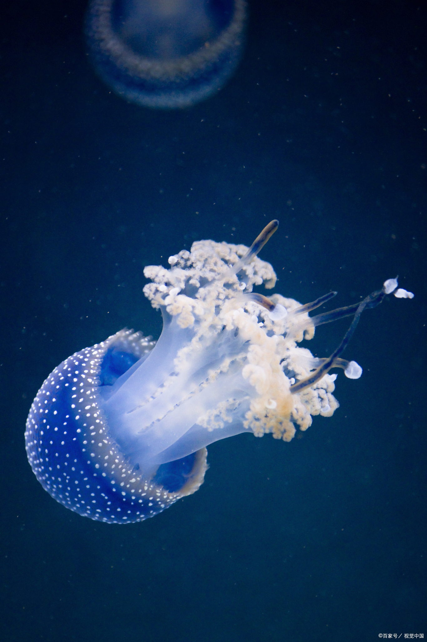 灯塔水母:自然界的时光倒流者,揭秘它们的永生之谜