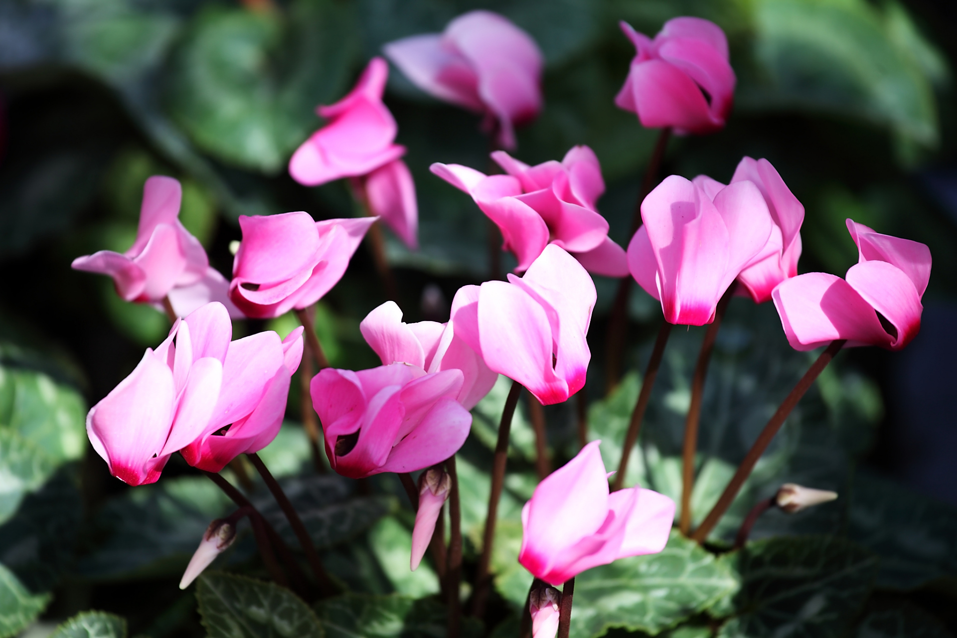 今天我们将一起探索一种美丽的室内花卉——仙客来.  仙客来,以其独特
