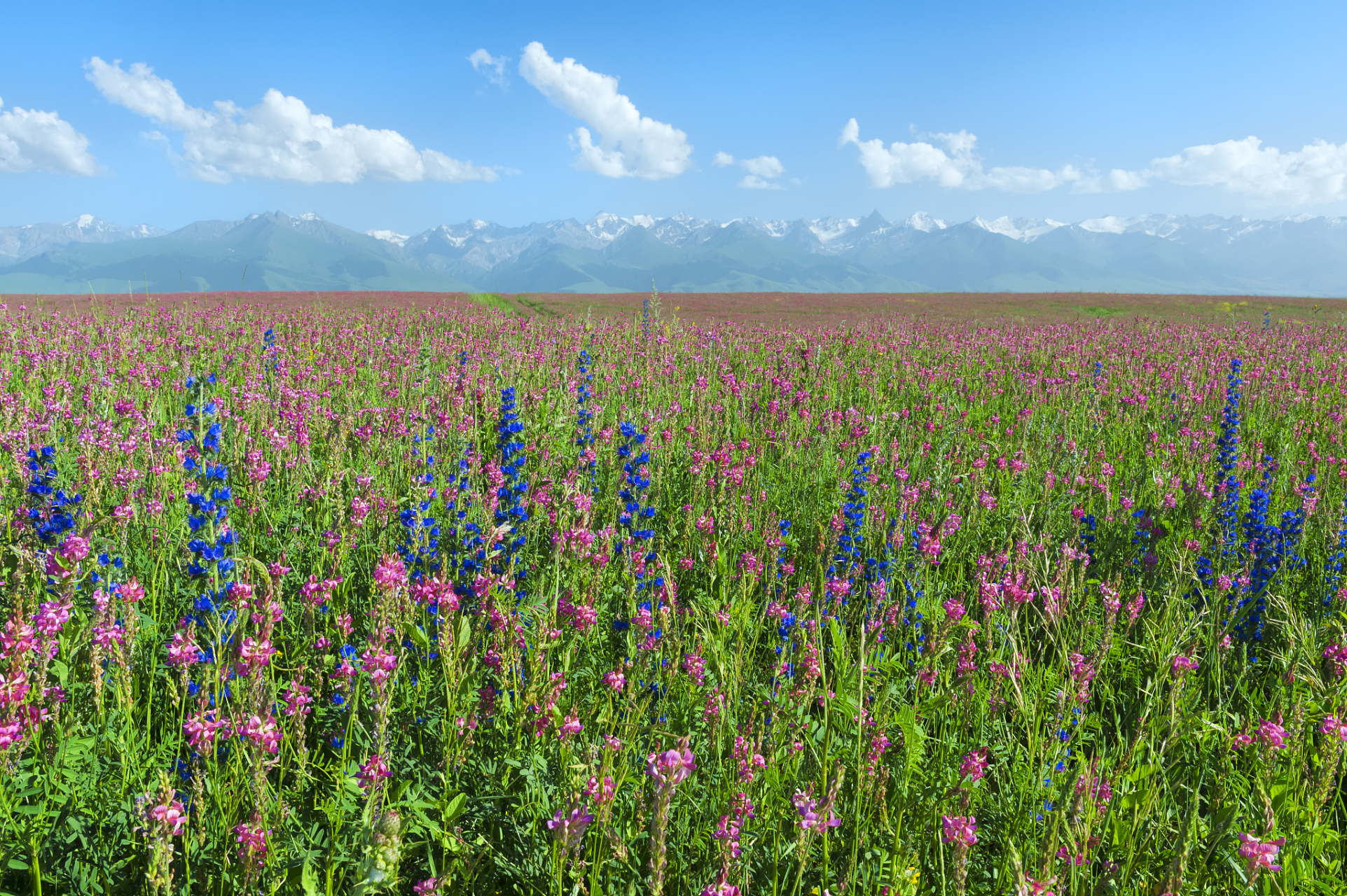 那拉提花海图片大全图片