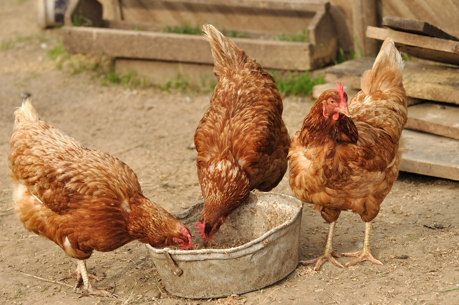 优质短图文计划# 如何鉴定土鸡的真假: ①外观特征:真正的农村土鸡