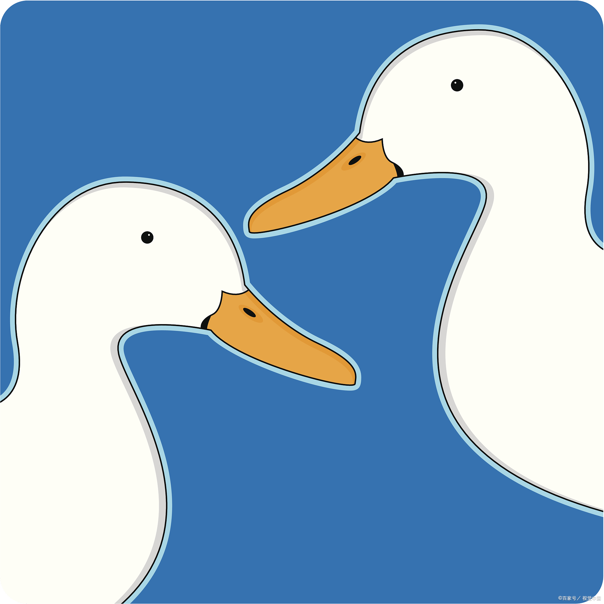 柯尔鸭吃啥?超全食物清单来啦!