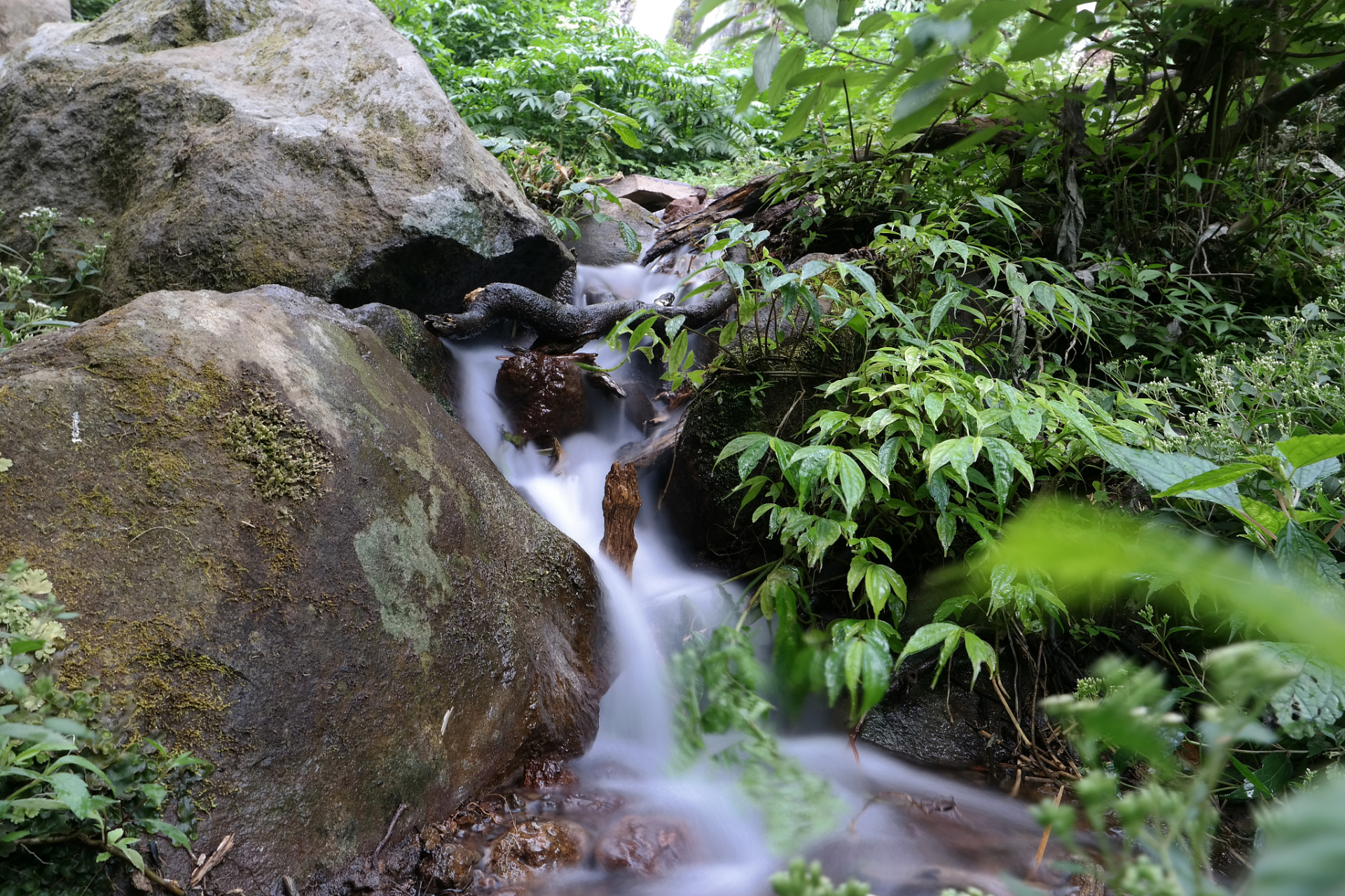 五指山热带雨林景区图片